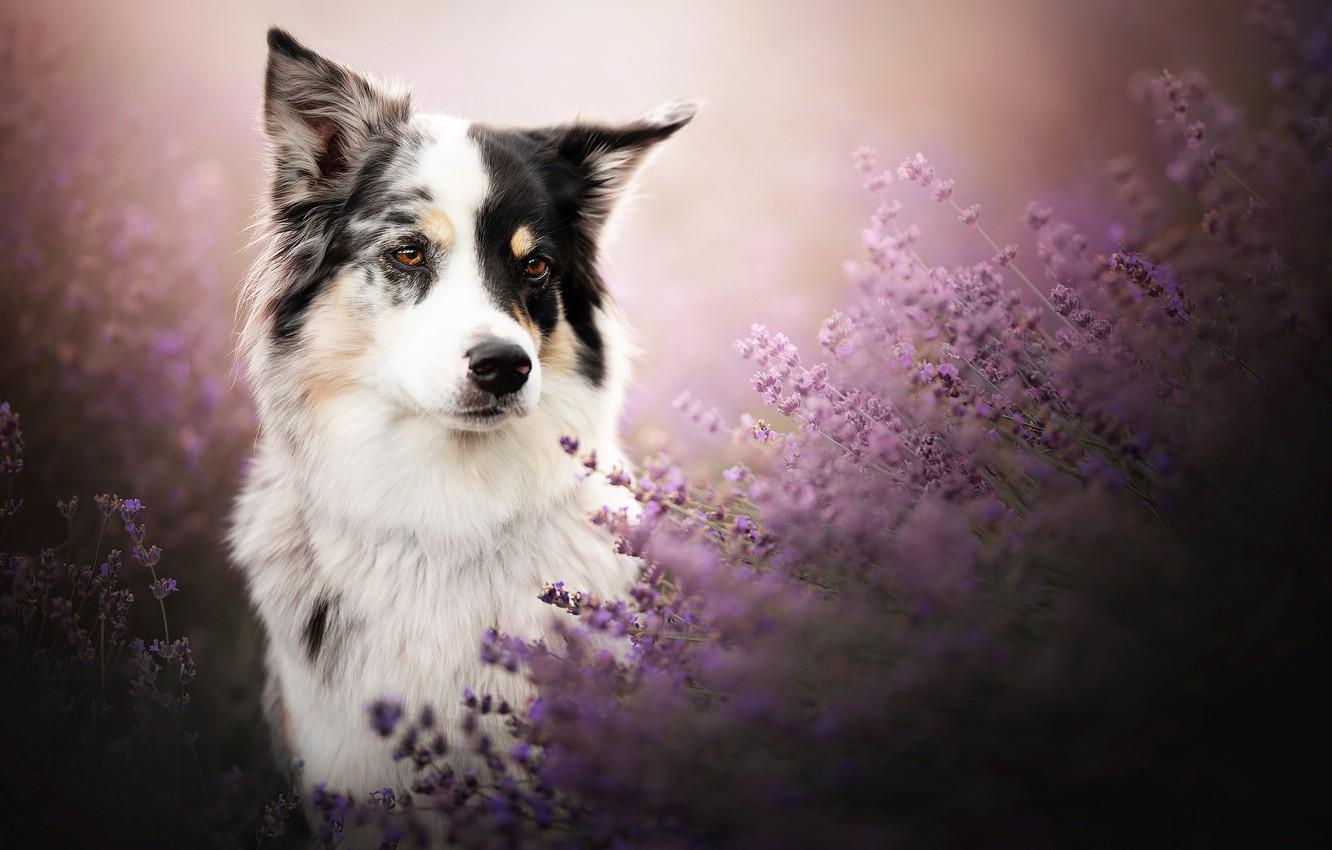 1332x850 Wallpaper look, face, dog, lavender, The border collie image for desktop, section собаки