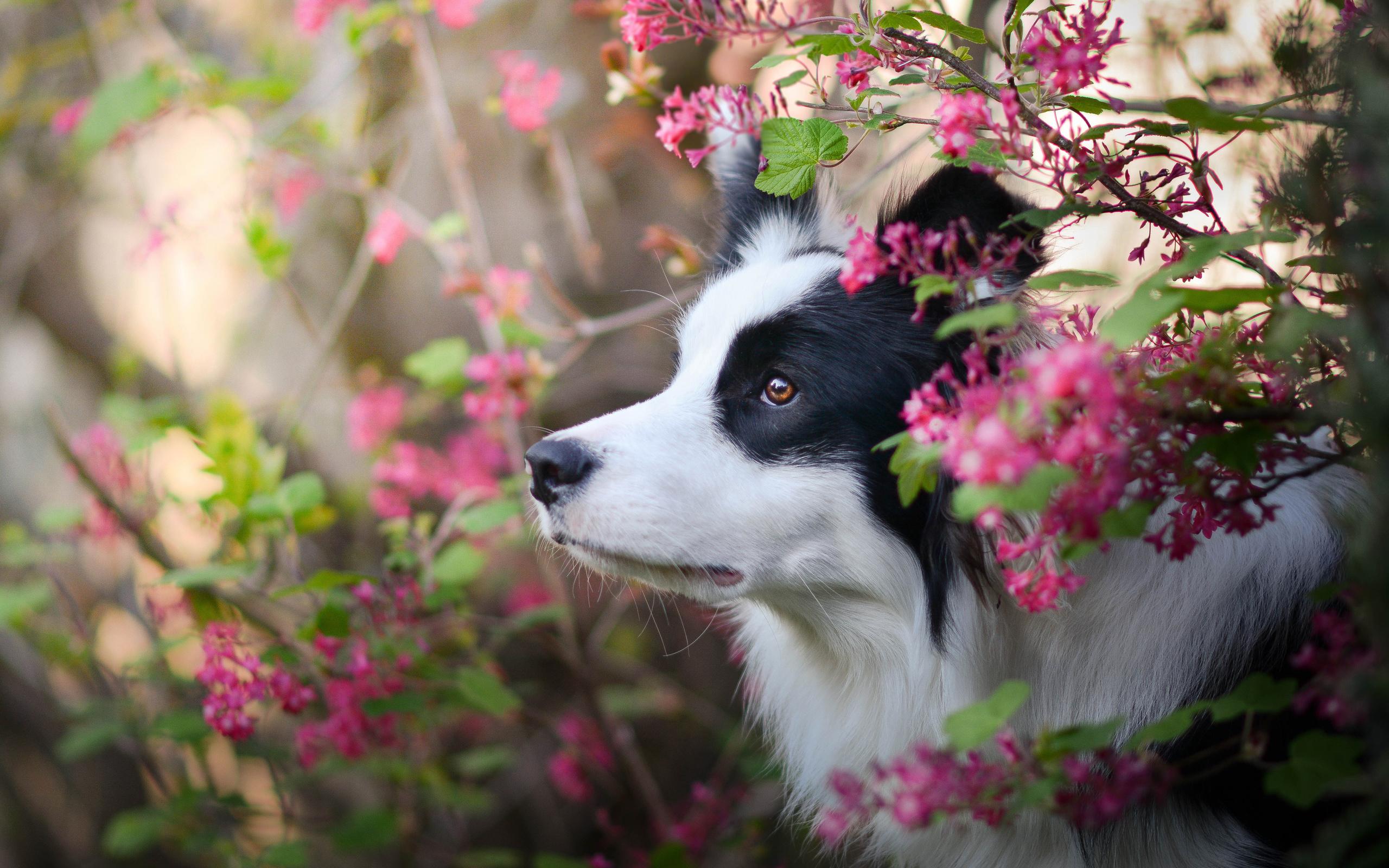2560x1600 Border Collie Dog, Spring, Close Up, Puppy, Pets, Cute Collie Wallpaper Spring