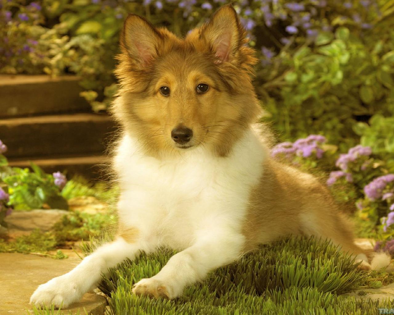 Collie Dog Wallpapers - Top Free Collie Dog Backgrounds - WallpaperAccess