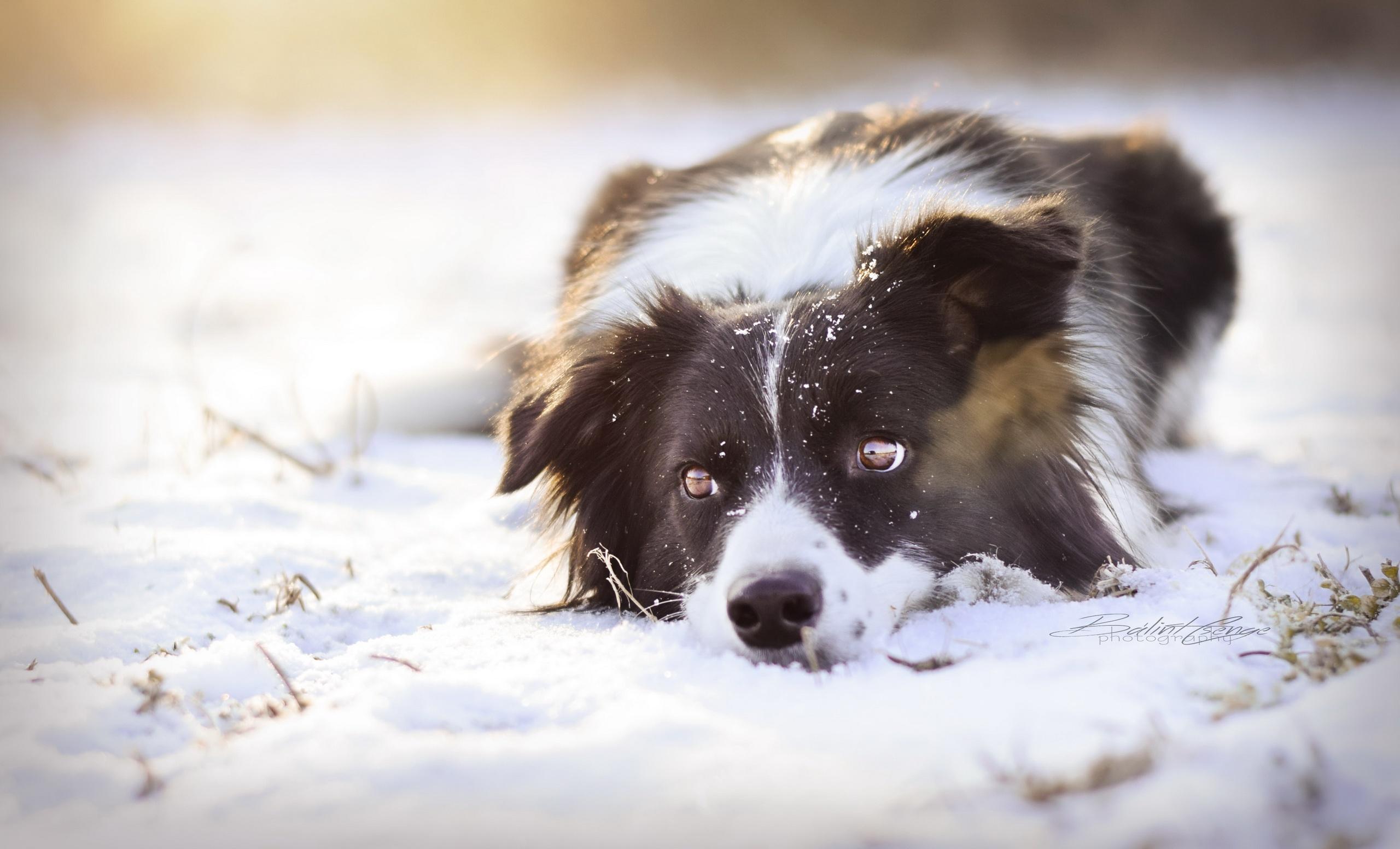 2560x1552 Border Collie HD Wallpaper