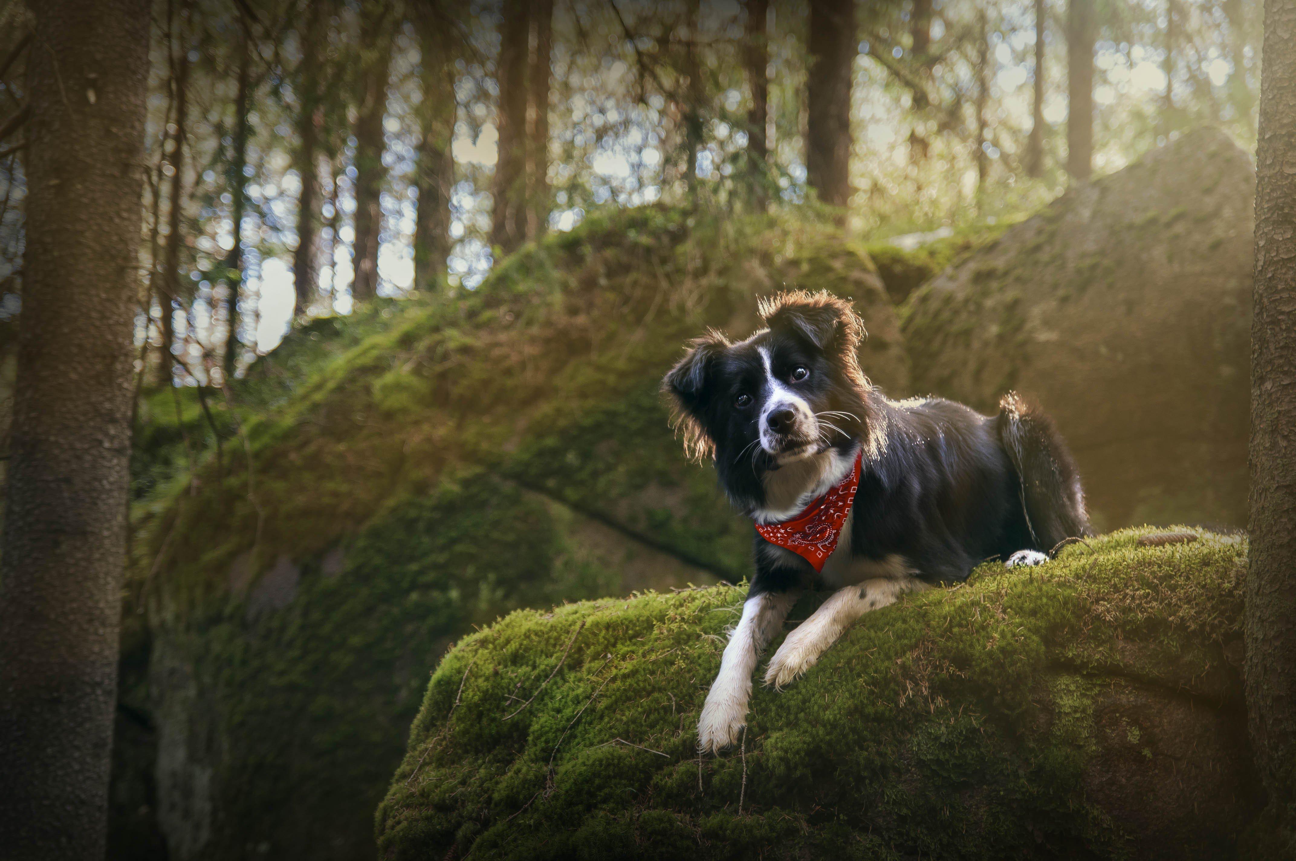 4288x2848 dog, Forest, Border Collie, Photography, Animals Wallpaper HD / Desktop and Mobile Background