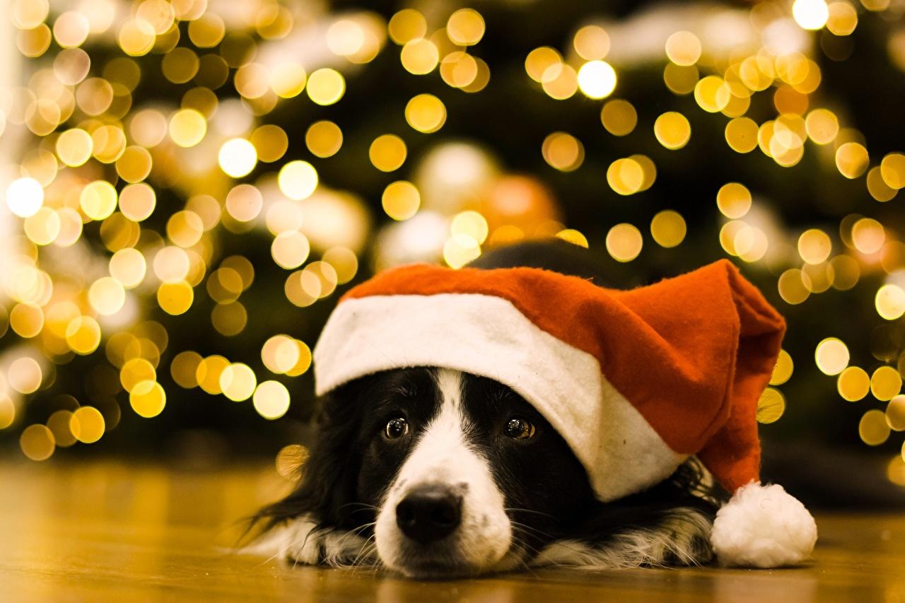 1280x853 Desktop Wallpaper Border Collie Dogs New year Winter hat animal