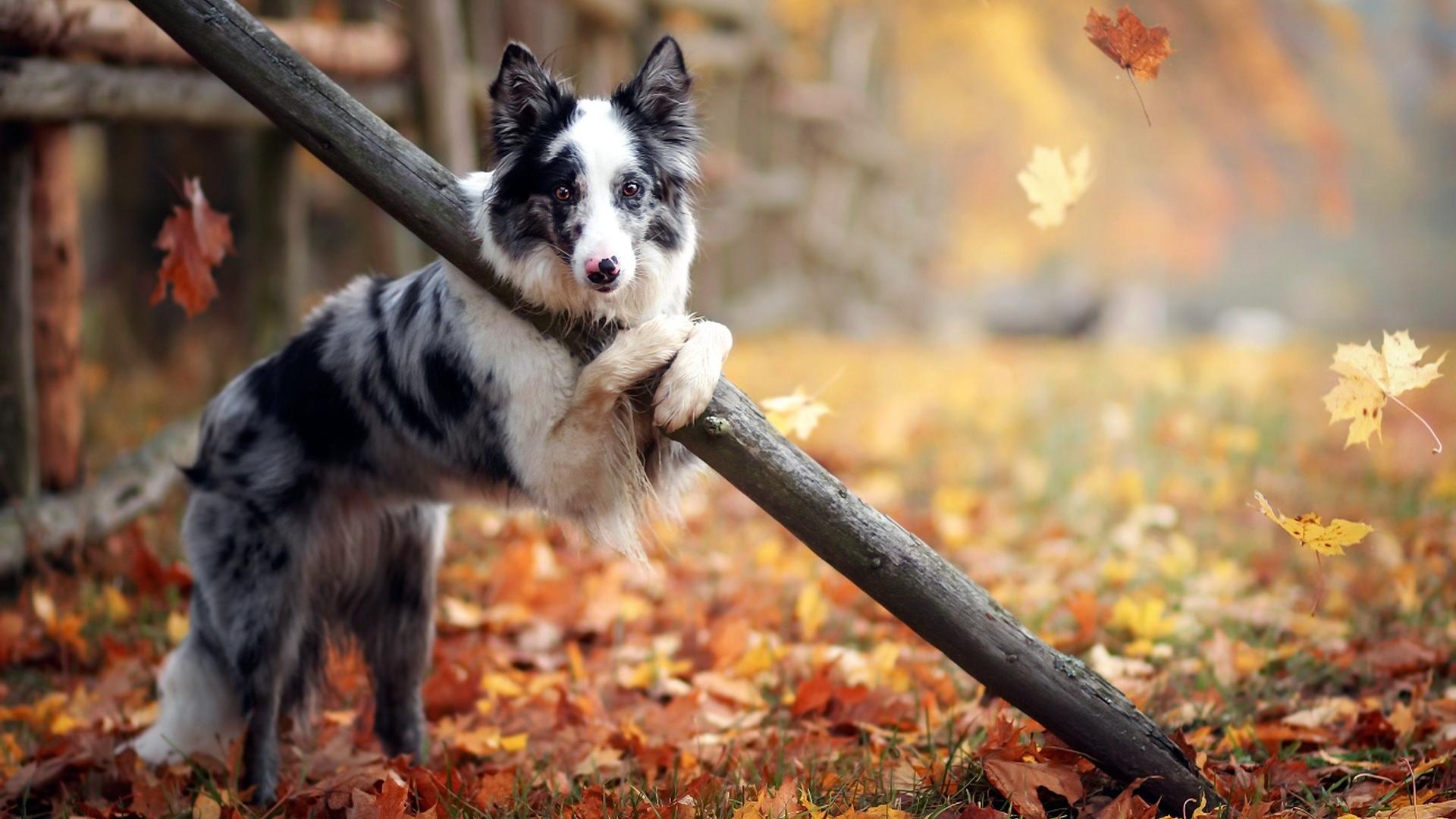 1920x1080 Desktop Wallpaper Border Collie, Dog, Play, Autumn, Leaves, HD Image, Picture, Background, Rf7cq2