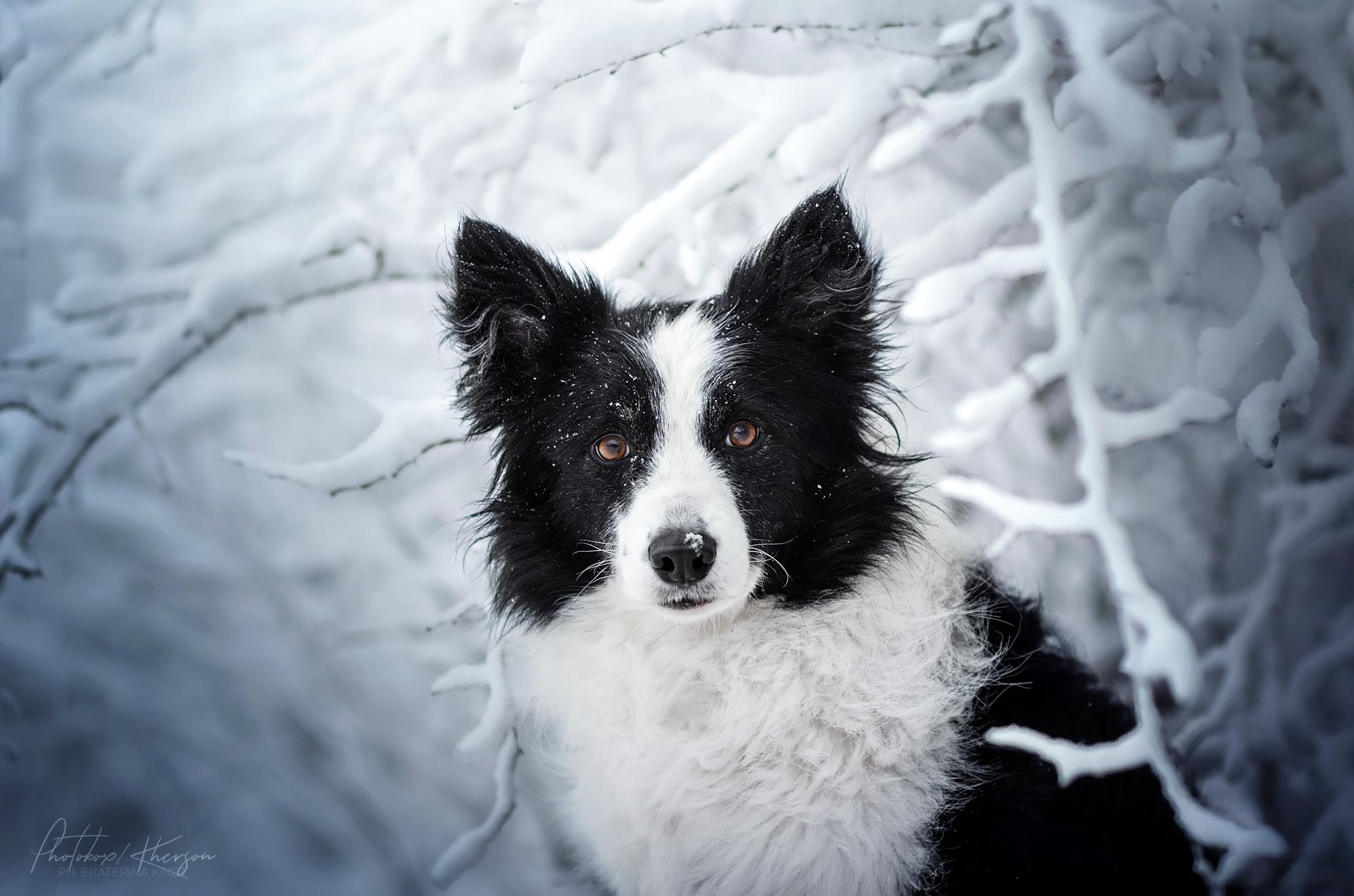 2000x1325 Border Collie HD Wallpaper, Dog, Pet HD Wallpaper