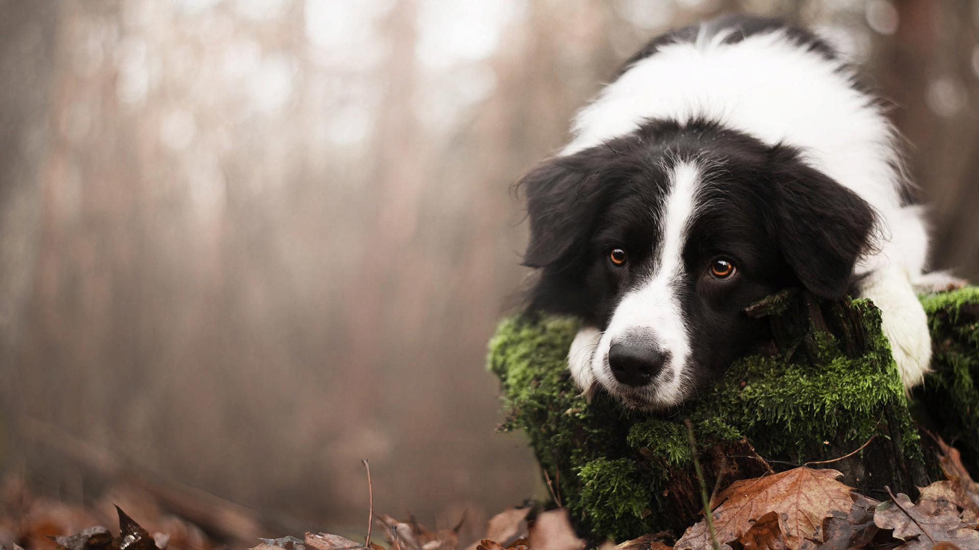 1920x1080 Border Collie Dog On Algae Covered Tree Trunk HD Dog Wallpaper