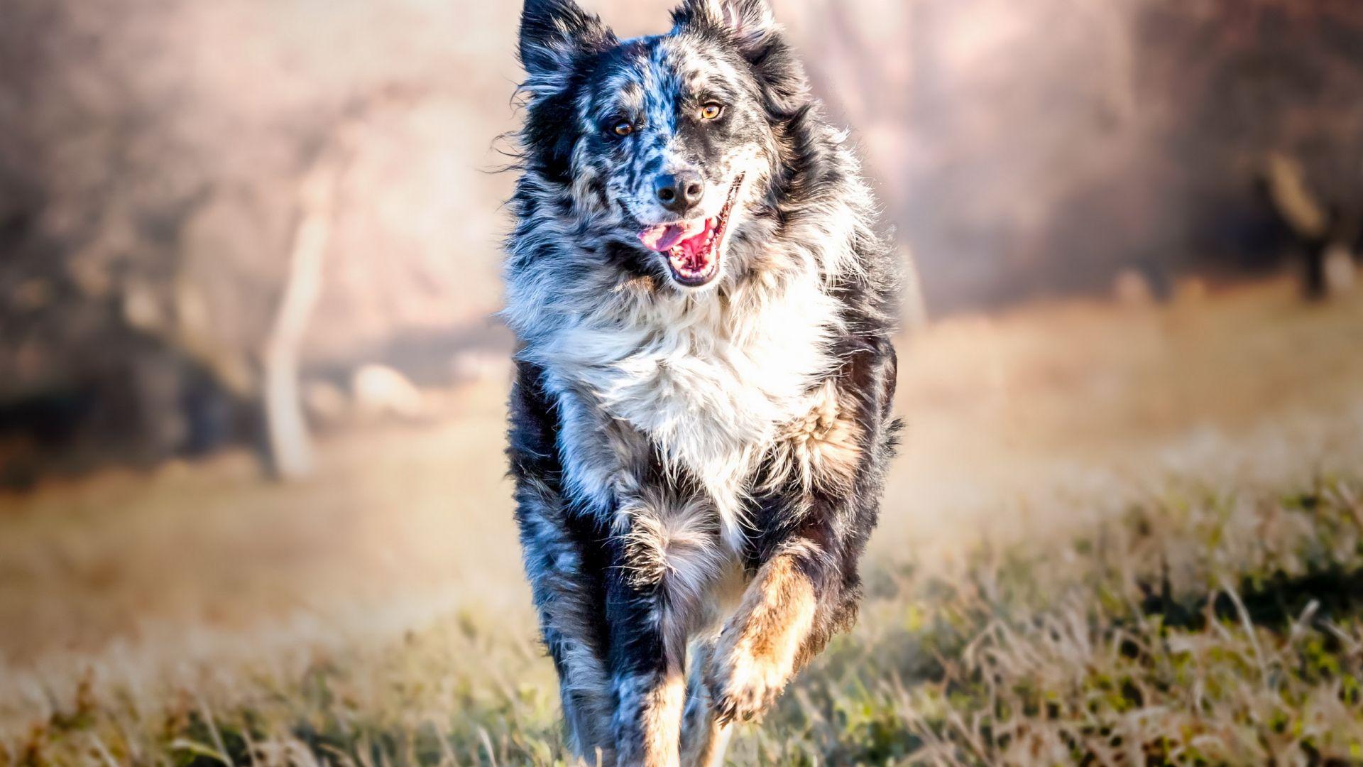 1920x1080 Desktop Wallpaper Border Collie, Dog, Play, Spots, Meadow, HD Image, Picture, Background, D1077b