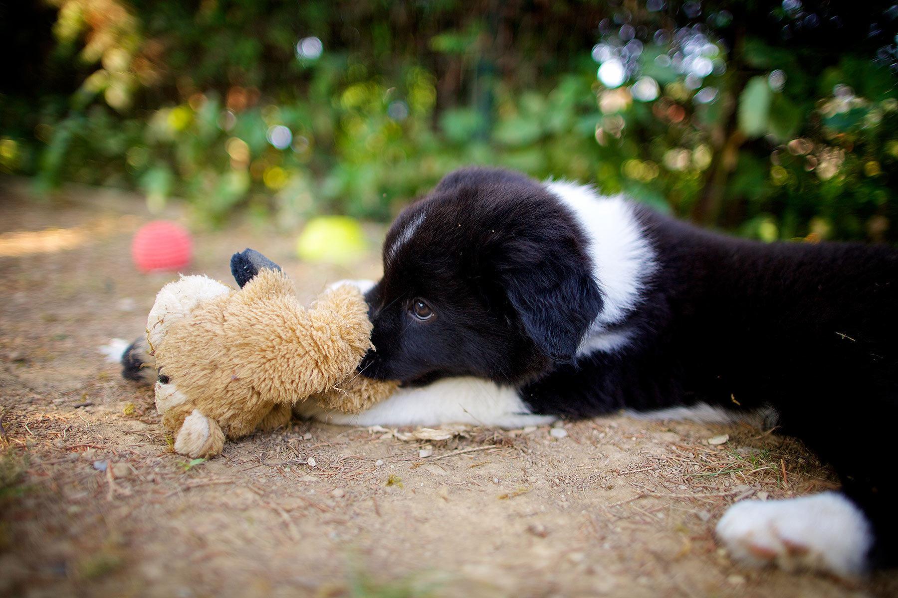 1800x1200 Free download Border Collie puppy lying with toy wallpaper and image wallpaper [1800x1200] for your Desktop, Mobile & Tablet. Explore Wallpaper Border Dogs. Dog Wallpaper for Walls, Labrador Wallpaper