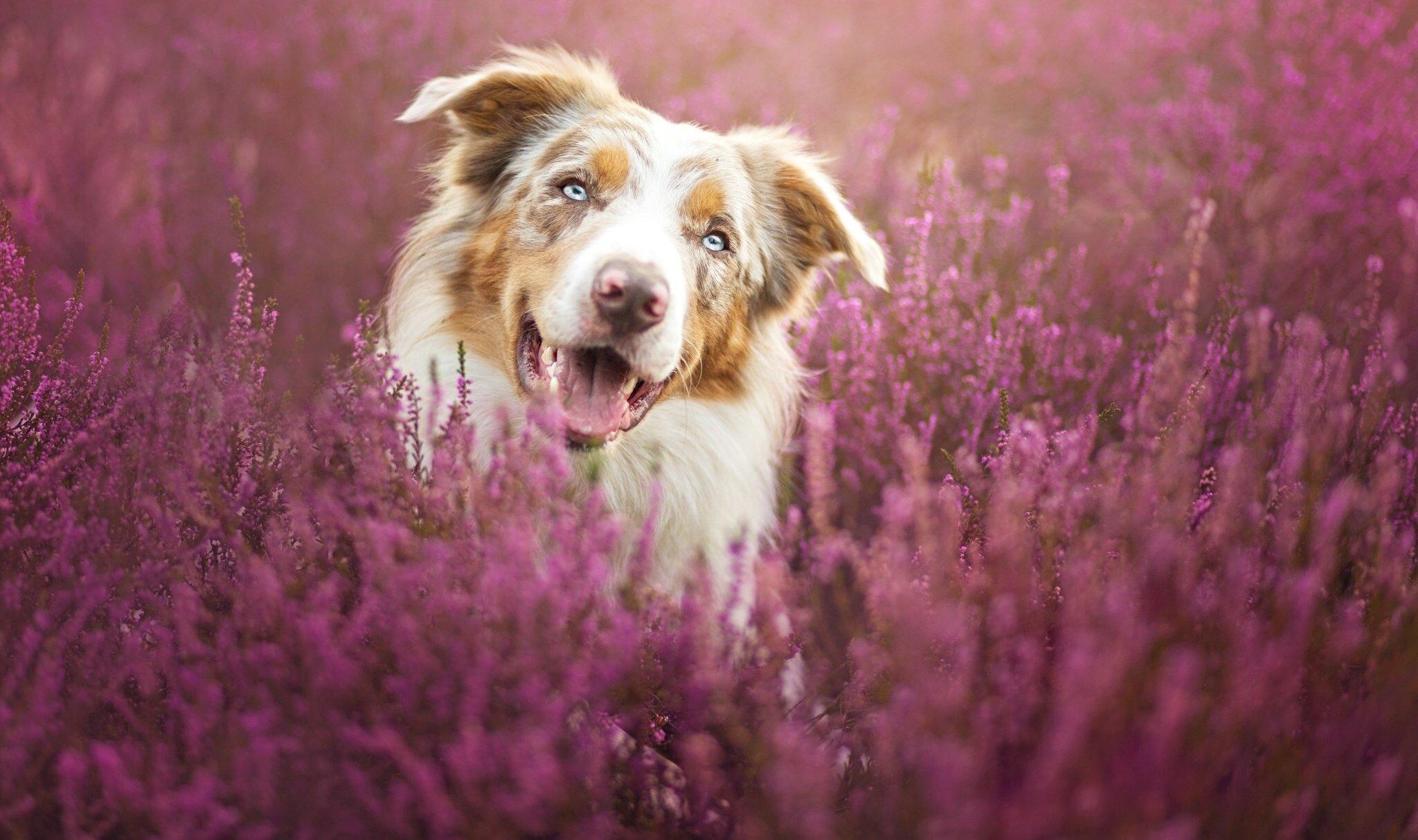 Collie Dog Wallpapers - Top Free Collie Dog Backgrounds - WallpaperAccess