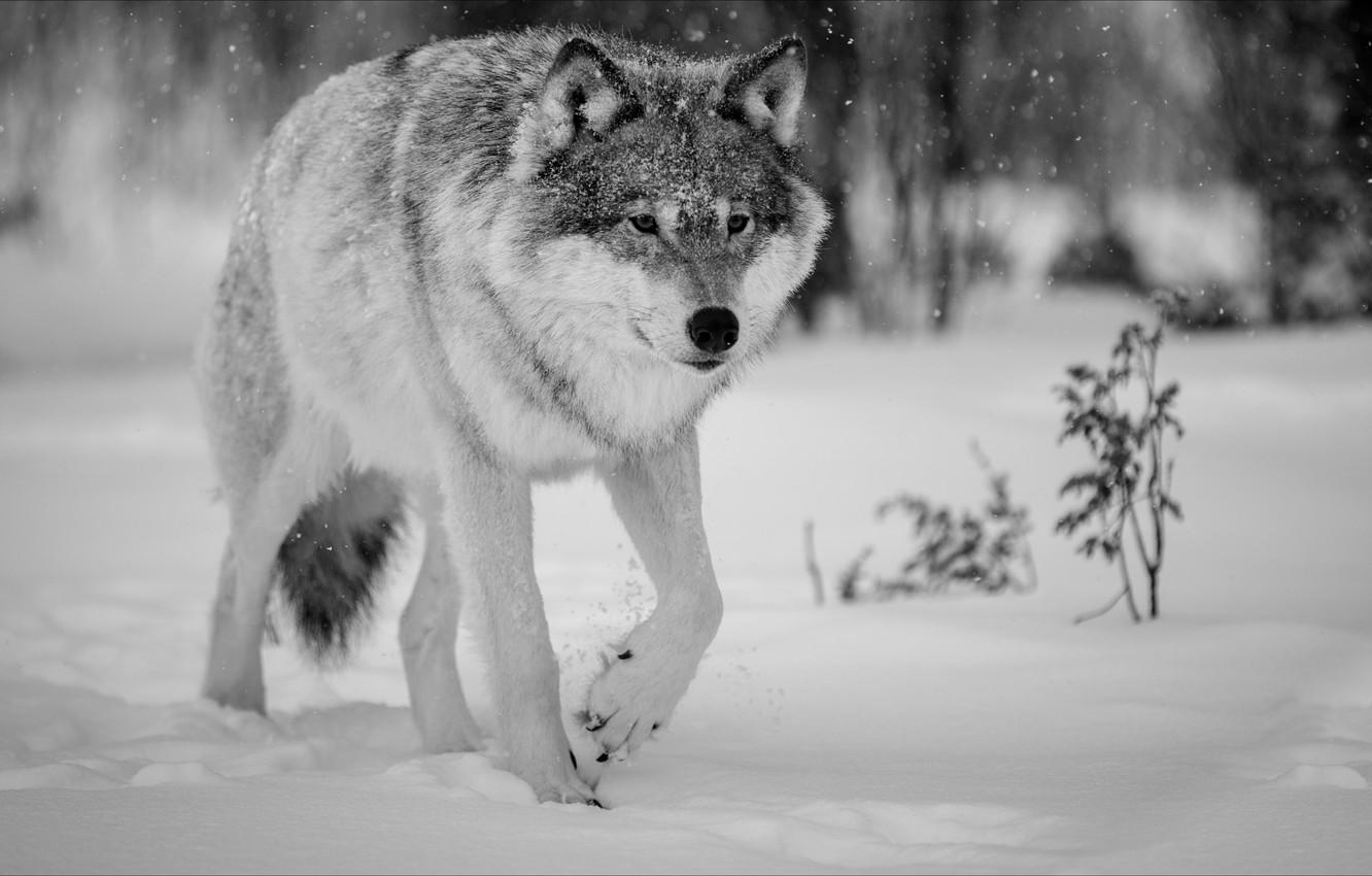 1332x850 Wallpaper winter, wolf, Nature, animals, winter, wolf image for desktop, section животные