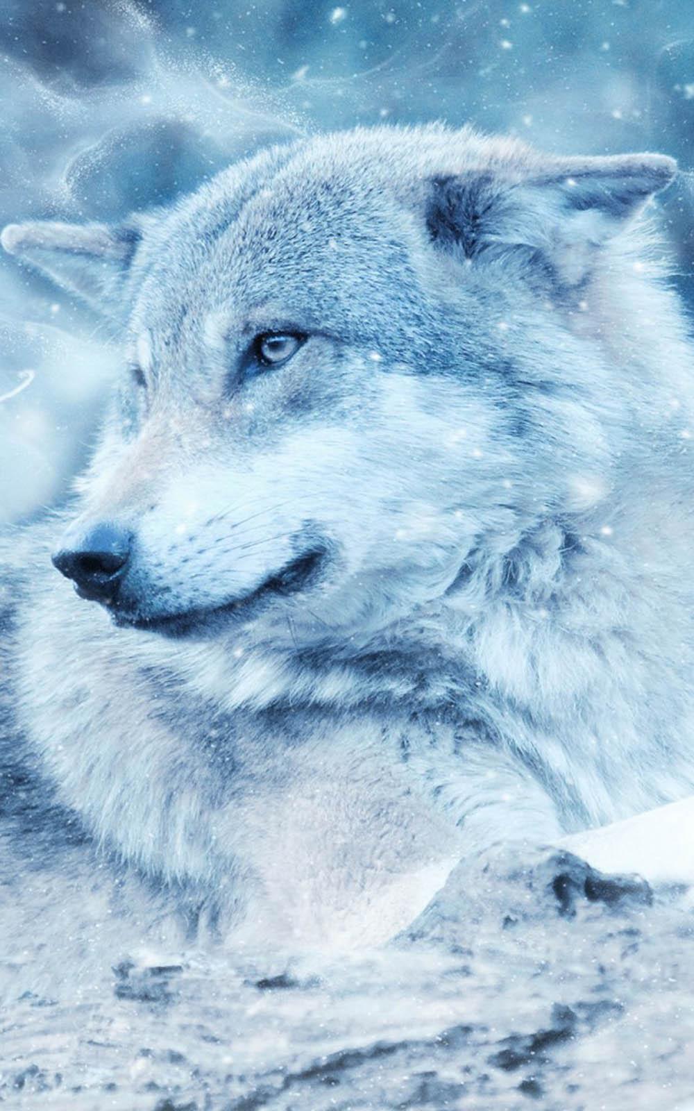 Wolf Winter Wallpapers - Top Free Wolf Winter Backgrounds - WallpaperAccess
