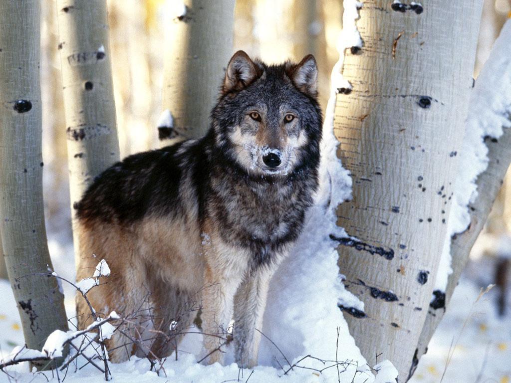 1024x768 Winter Wolves Wallpaper Free