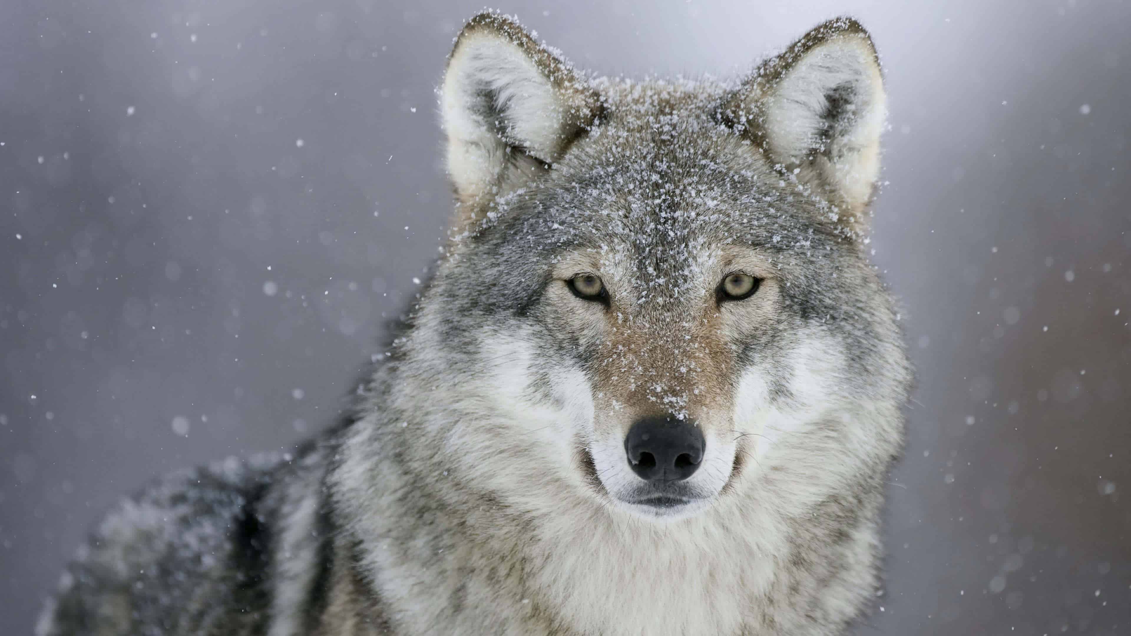 3840x2160 Winter Wolf UHD 4K Wallpaper