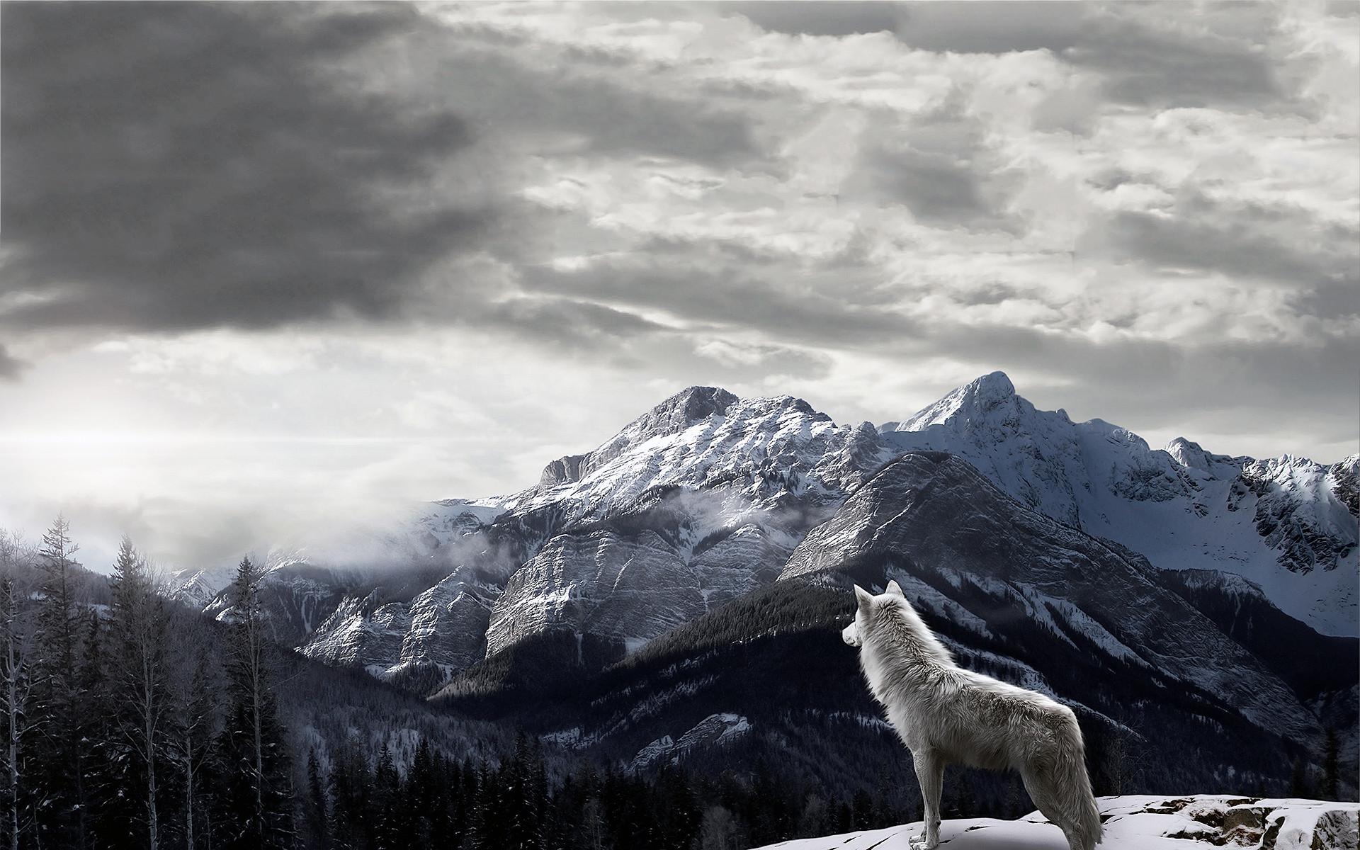 1920x1200 Mountains Gray Wolf Wallpaper � /1778