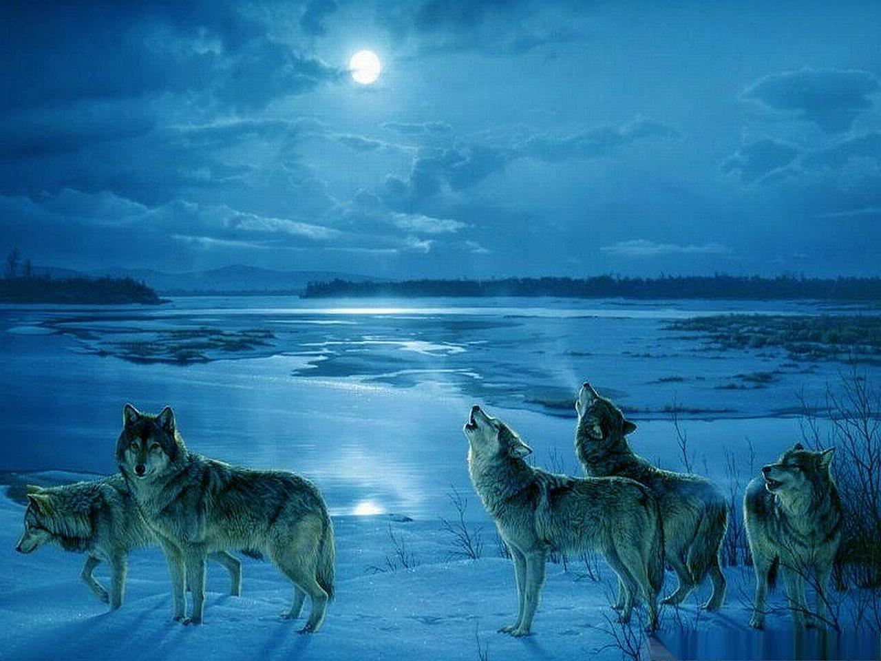 1280x960 Wolf Wallpaper Wolves Desktop Background
