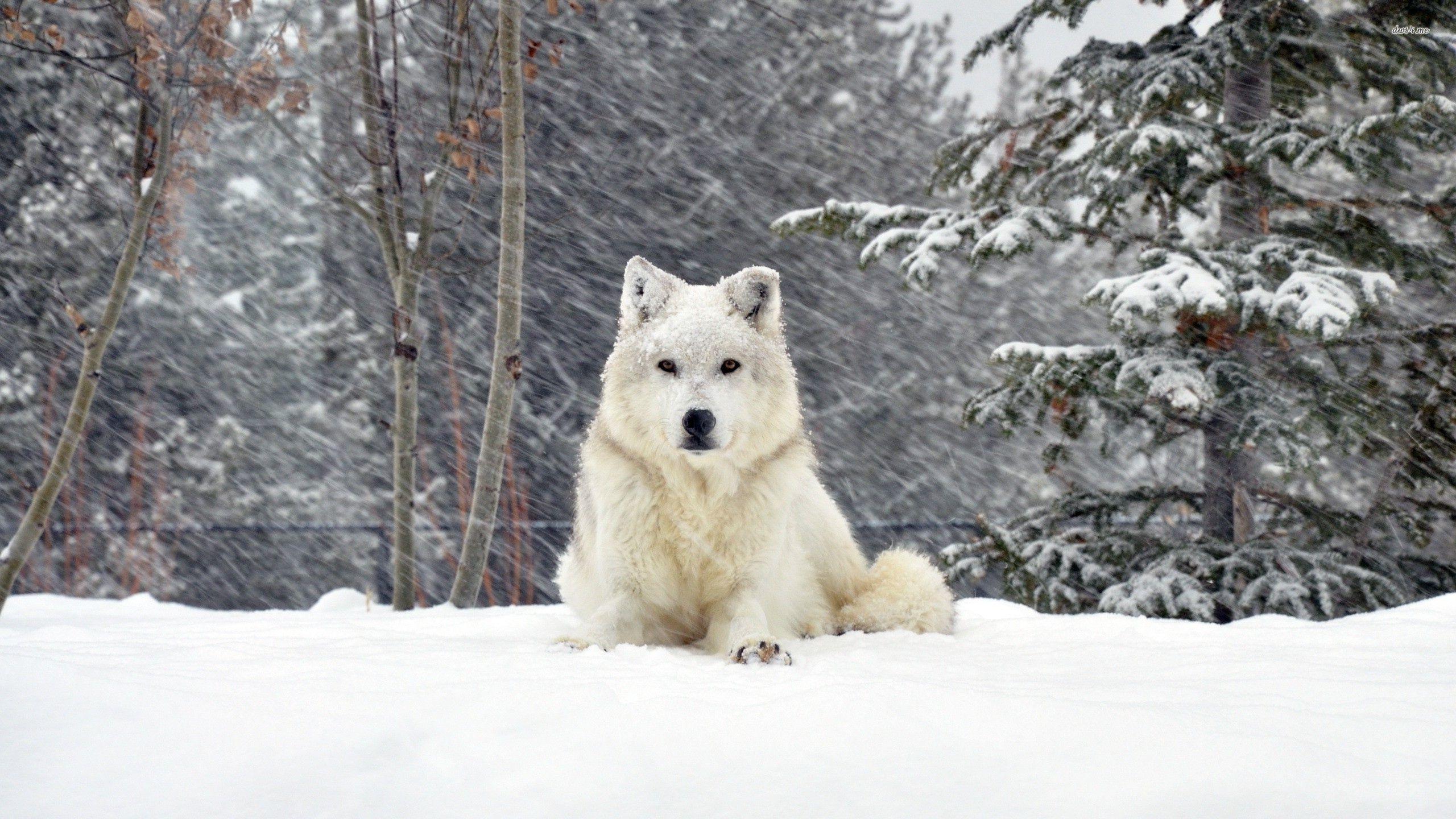 2560x1440 White wolf in the snow HD wallpaper. White dogs, Dog wallpaper, Animals