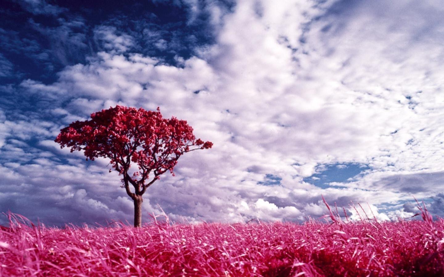 HD pink colors of nature wallpapers | Peakpx