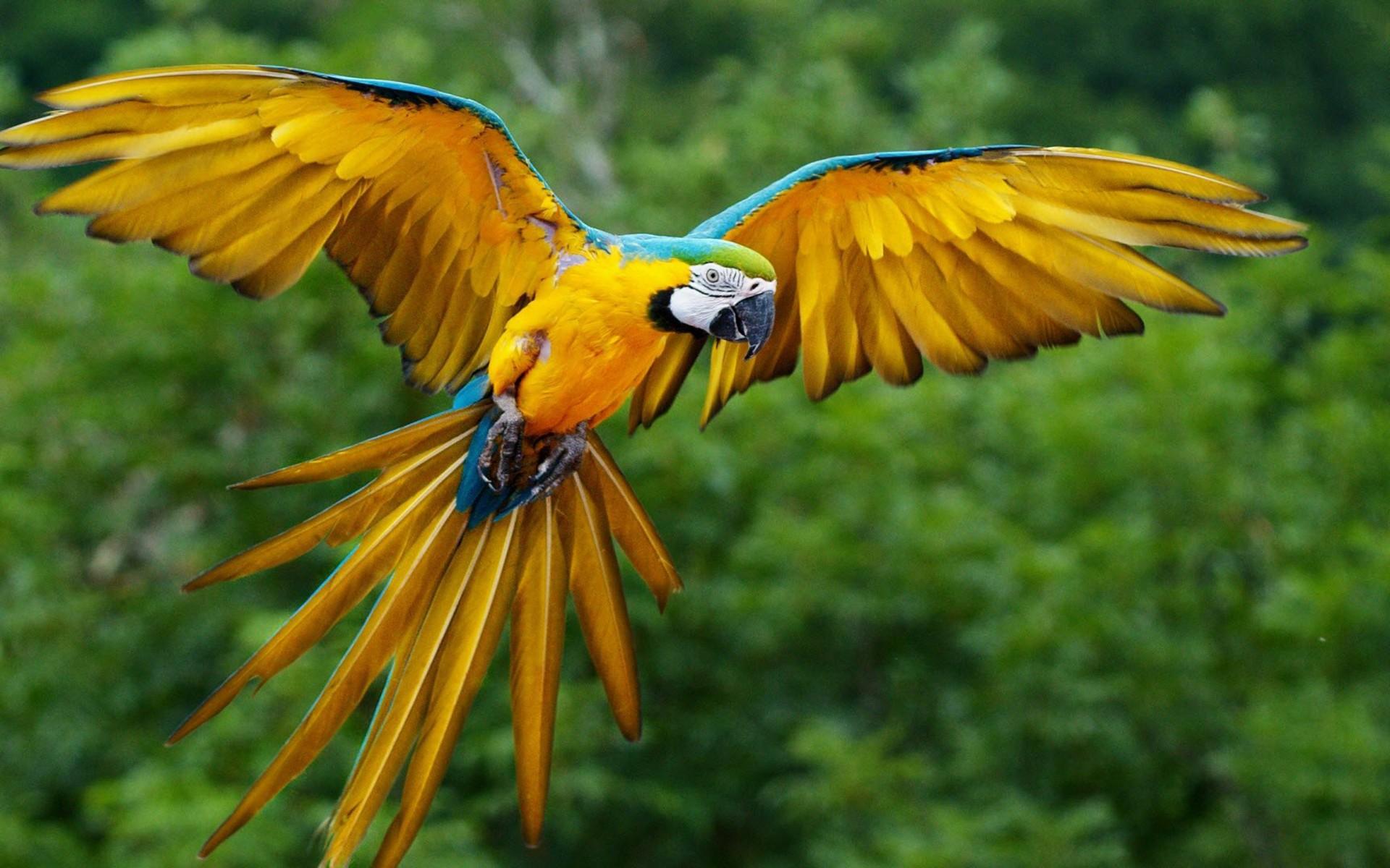 colorful-bird-wings-spread