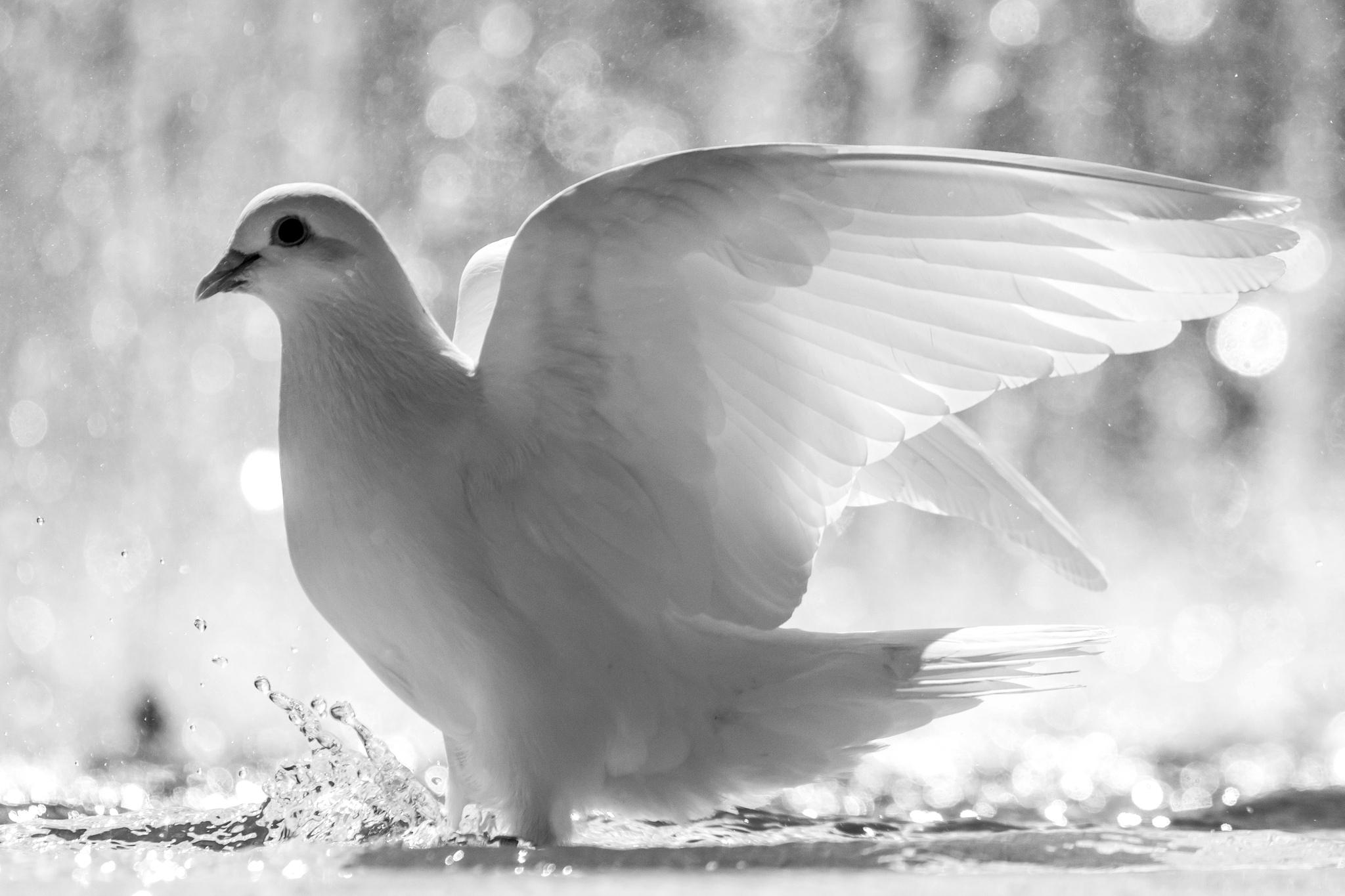 2048x1365 white, Bird, Wings, Feathers, Water, Spray, Dove, Drops Wallpaper HD / Desktop and Mobile Background