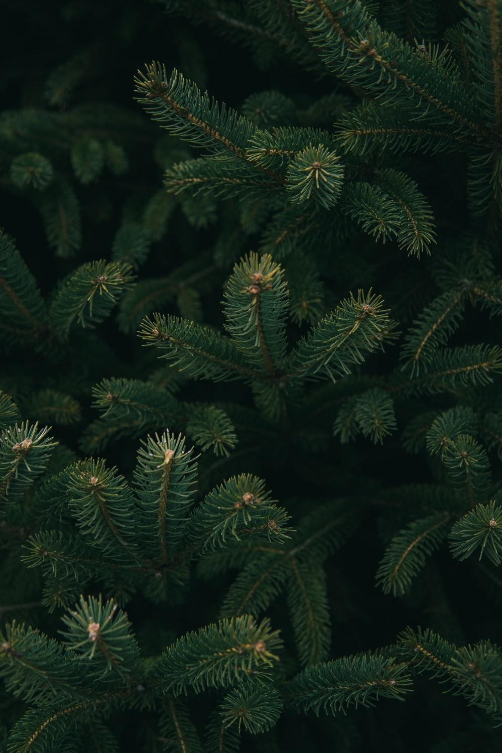 Fir Tree Wallpapers - Top Free Fir Tree Backgrounds - WallpaperAccess