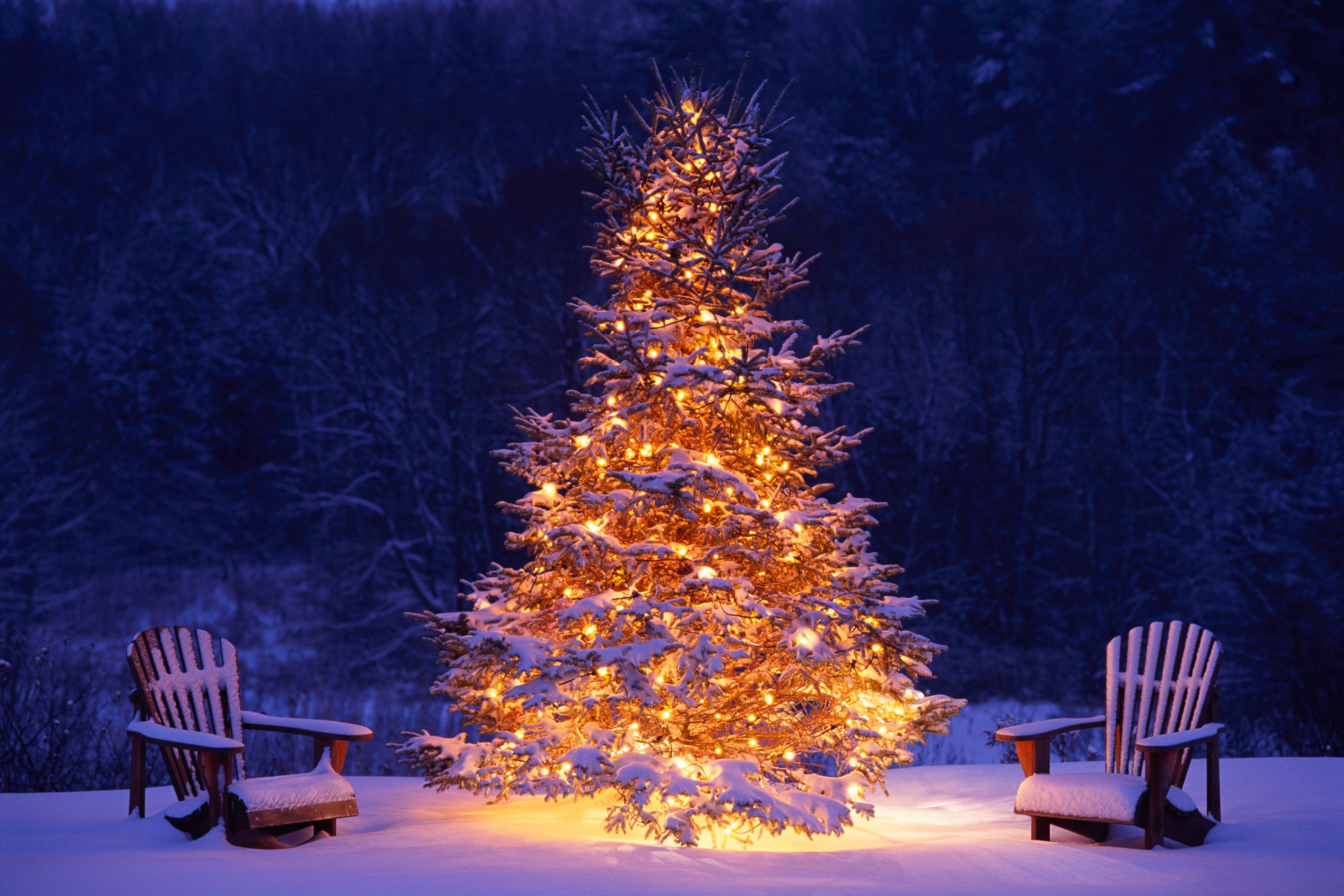 4500x3000 Christmas Tree Wallpaper