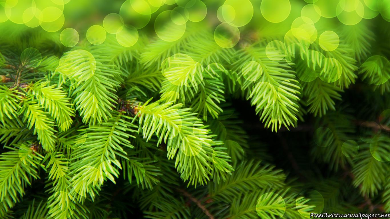 Fir Tree Wallpapers - Top Free Fir Tree Backgrounds - WallpaperAccess