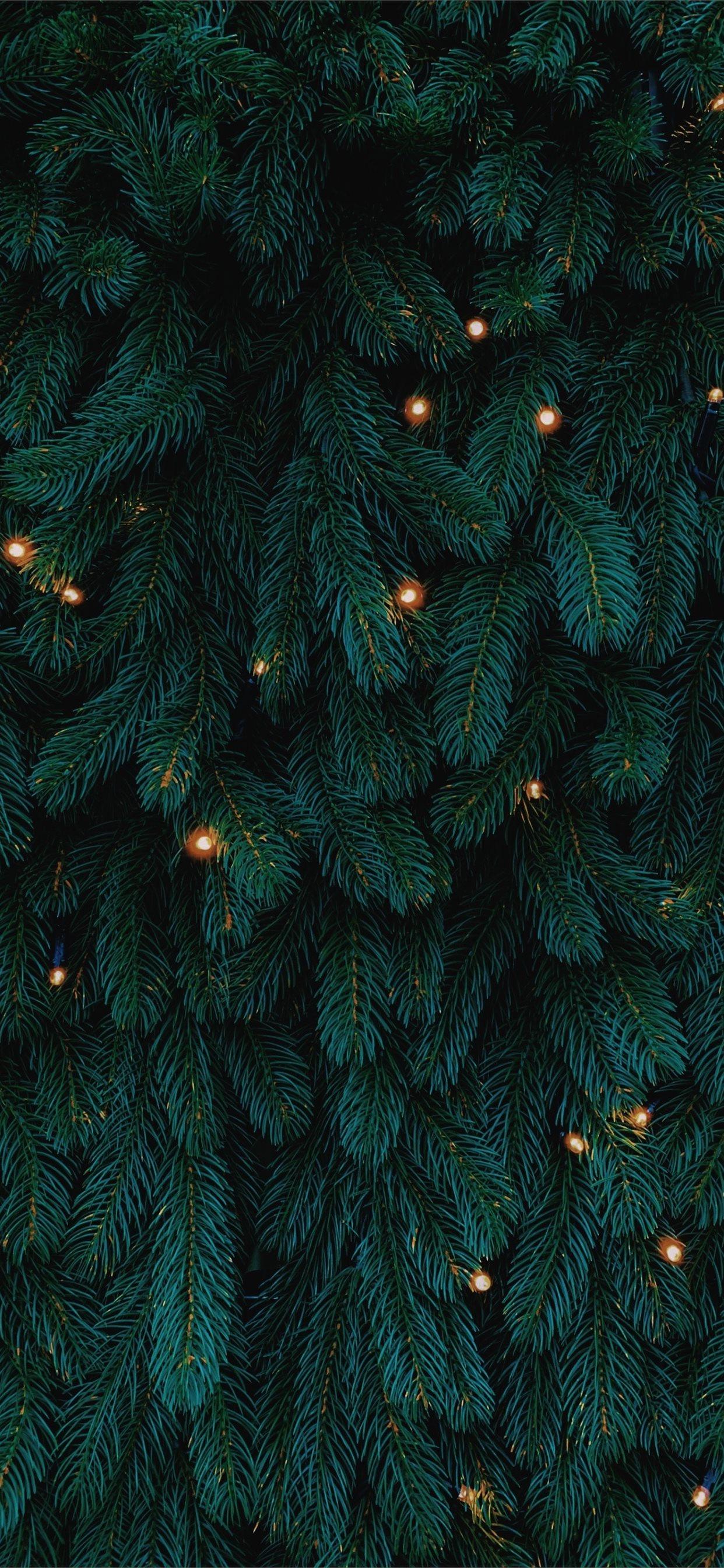Fir Tree Wallpapers - Top Free Fir Tree Backgrounds - WallpaperAccess