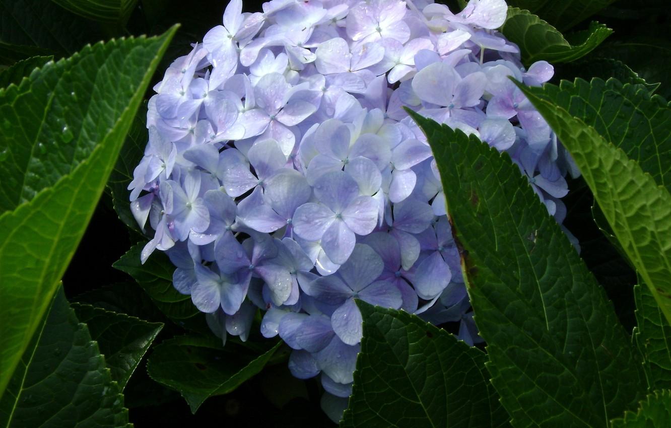 1332x850 Wallpaper blue, Vietnam, spring, hydrangea, Dalat image for desktop, section цветы