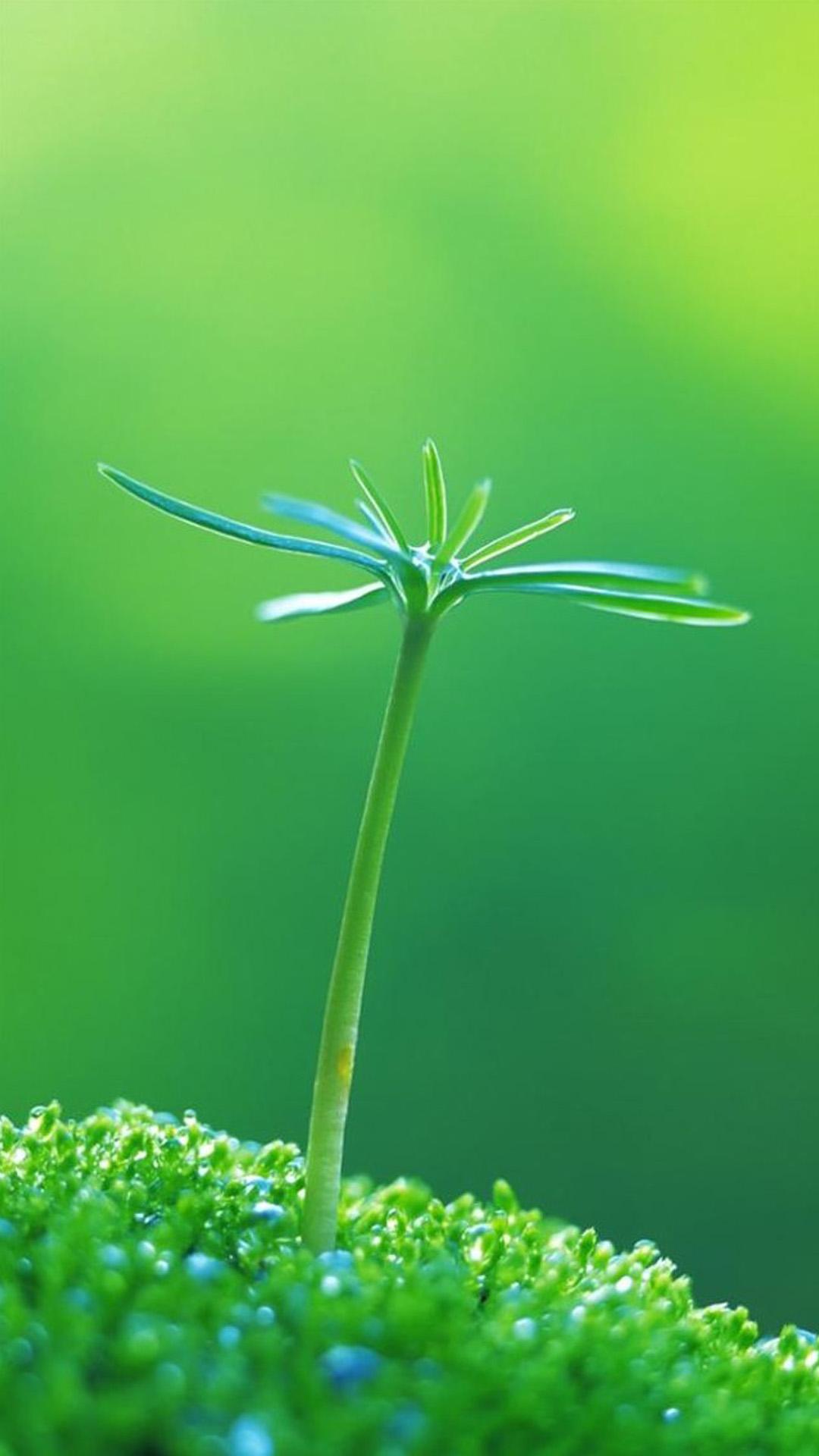1080x1920 Free download Nature One Green Plant Bud iPhone 8 Wallpaper Download [1080x1920] for your Desktop, Mobile & Tablet. Explore Green iPhone 7 Plus Wallpaper. Green iPhone 7 Plus Wallpaper