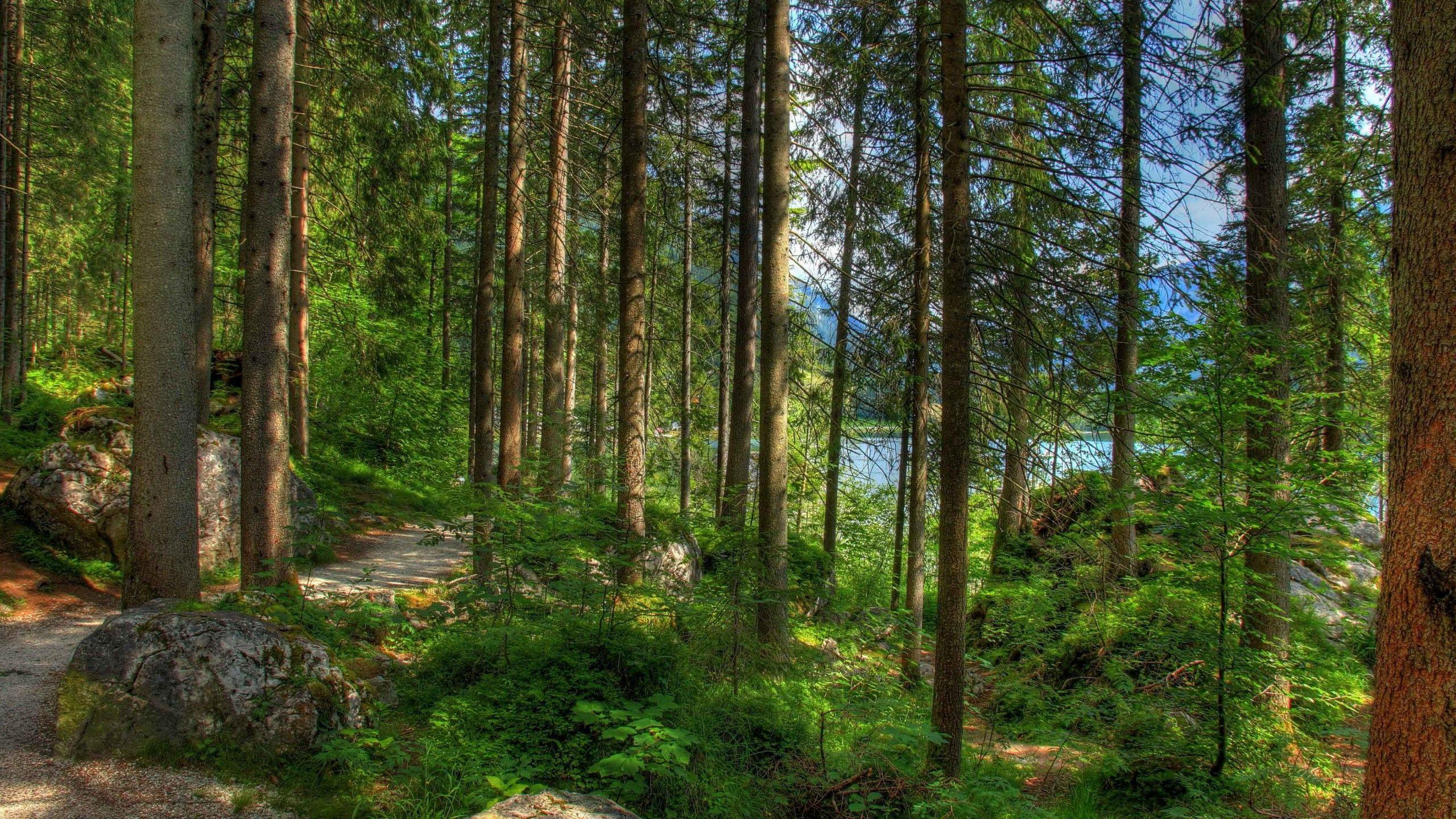 2560x1440 Download Wallpaper 2560x1440 Jungle background image, High