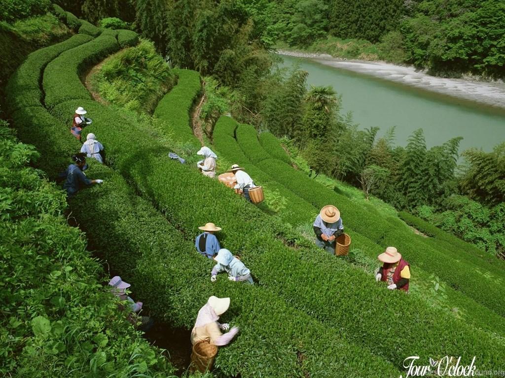 1024x768 Assam Tea Garden Wallpaper 204635 Desktop Background