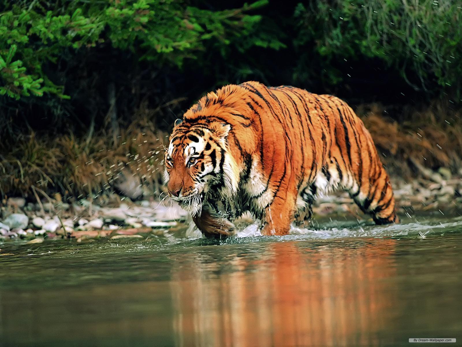 1600x1200 Free Animal Wallpaper Manas National Park