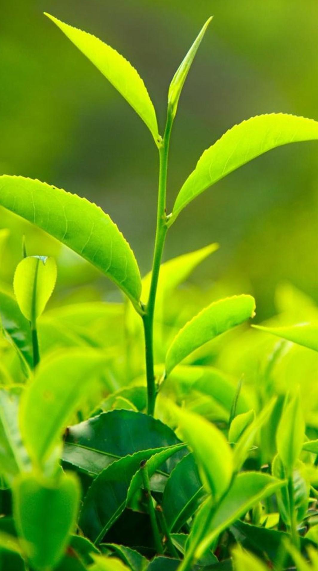 1064x1907 Assam green tea to Donald Trump