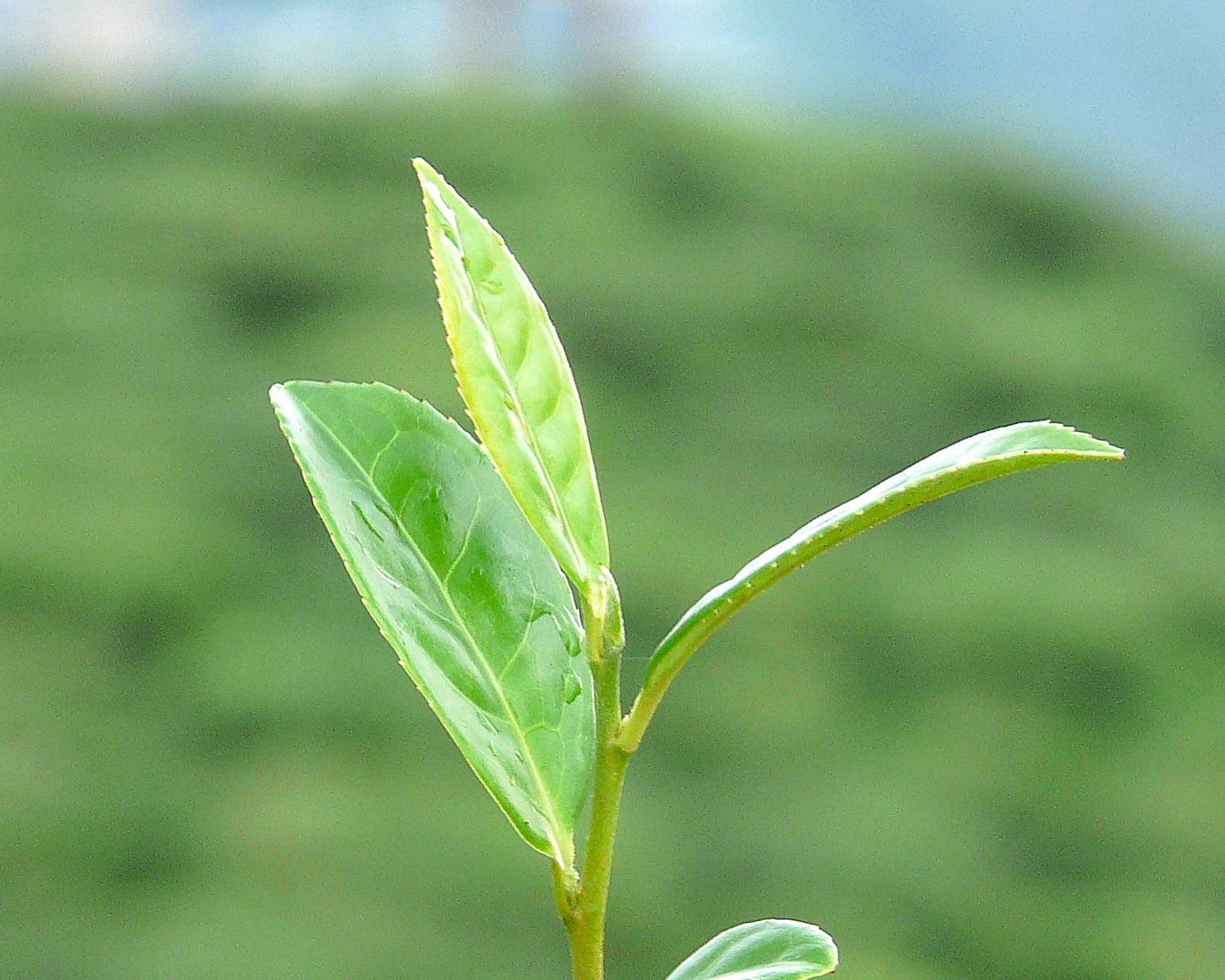 1500x1200 Shallow Focus Photography Of Green Leaves Plant, Darjeeling Tea Leaf Wallpaper & Background Download