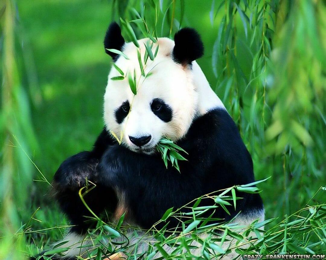 1080x864 Panda Bear, iPhone, Desktop HD Background / Wallpaper (1080p, 4k) (png / jpg) (2022)