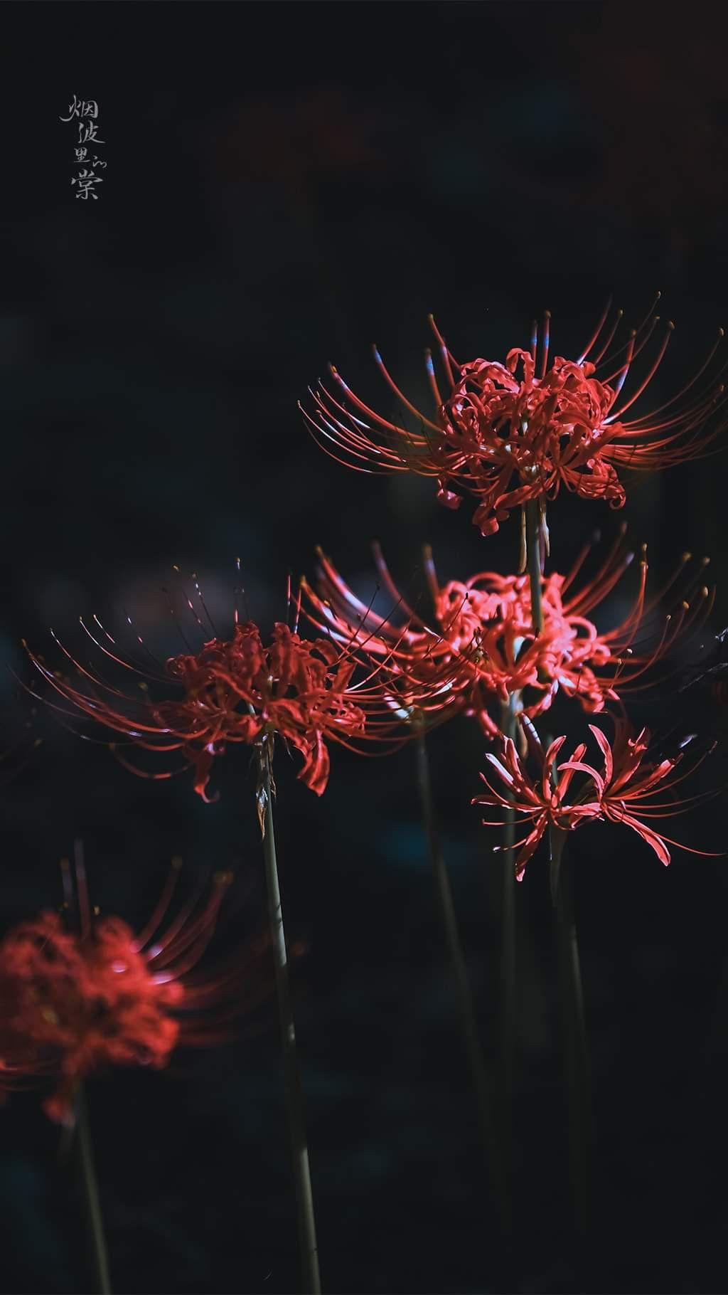 1024x1820 Higanbana. ideas. red spider lily, radiata, flowers