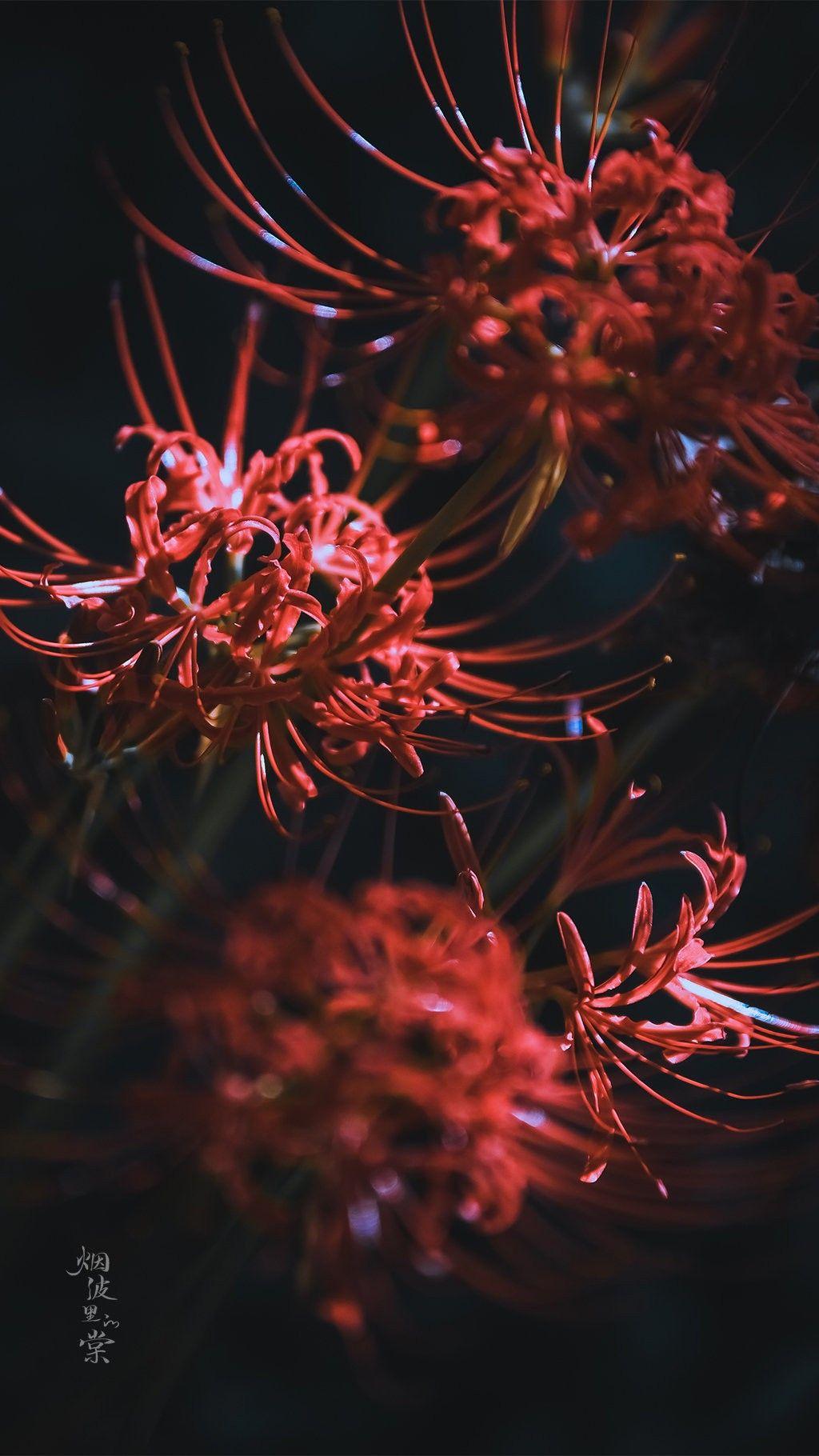 1024x1820 Higanbana. ideas. red spider lily, radiata, flowers