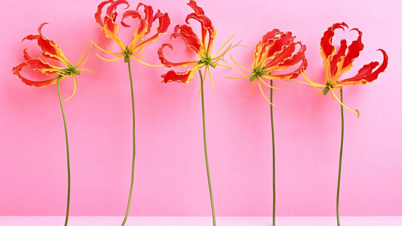 1364x768 Download Wallpaper higanbana, china, red, yellow, number, wall, pink HD Background