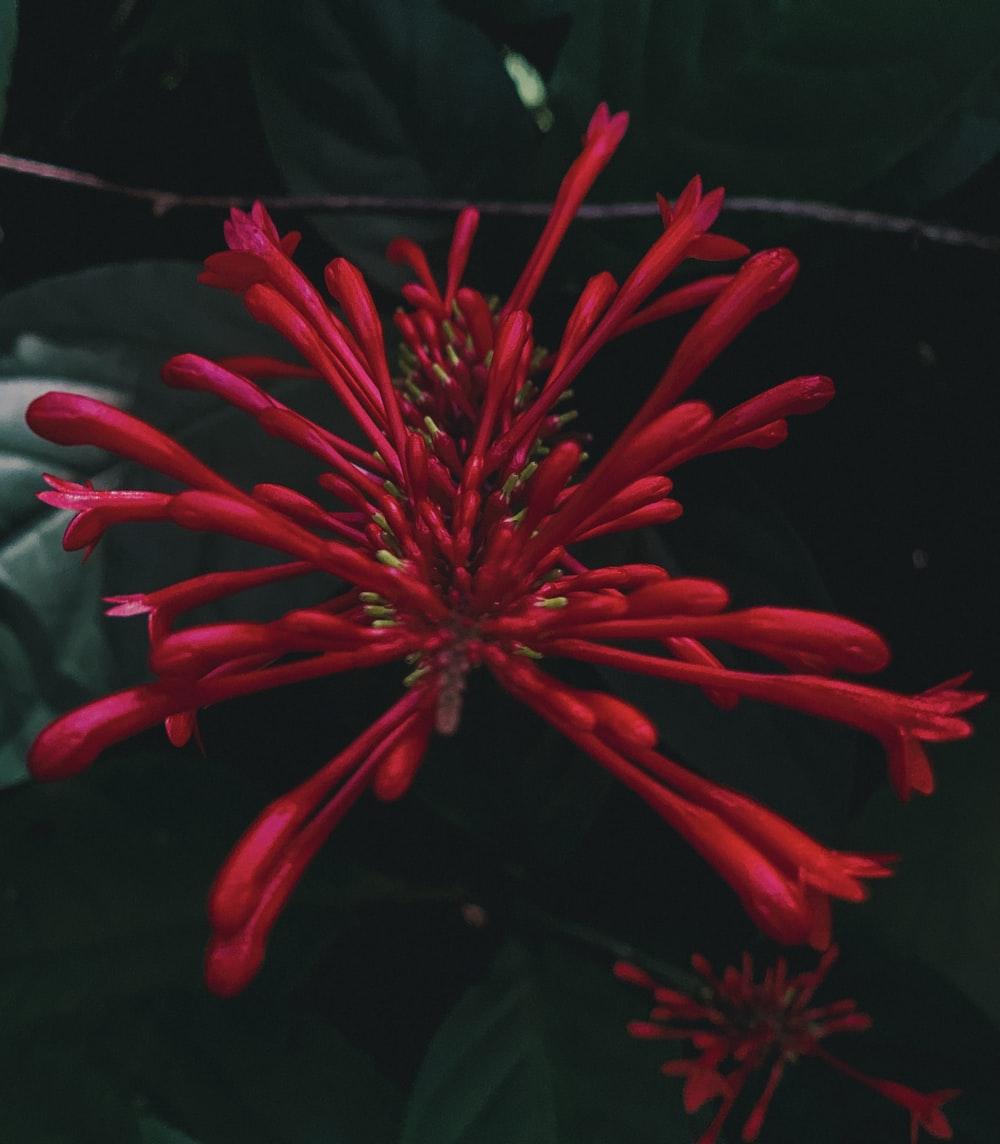1000x1144 red and white plant in close up photography photo