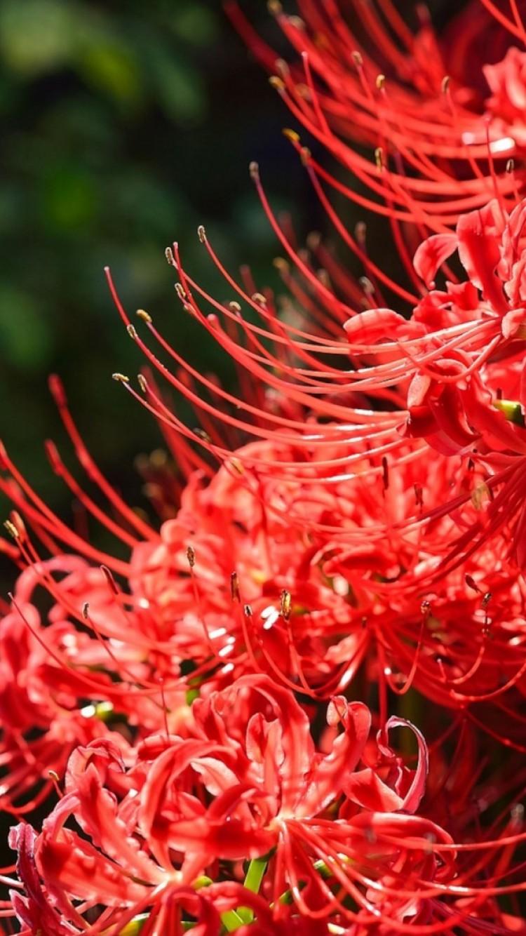 750x1334 Spider Lily HD Wallpaper iPhone 6 / 6S