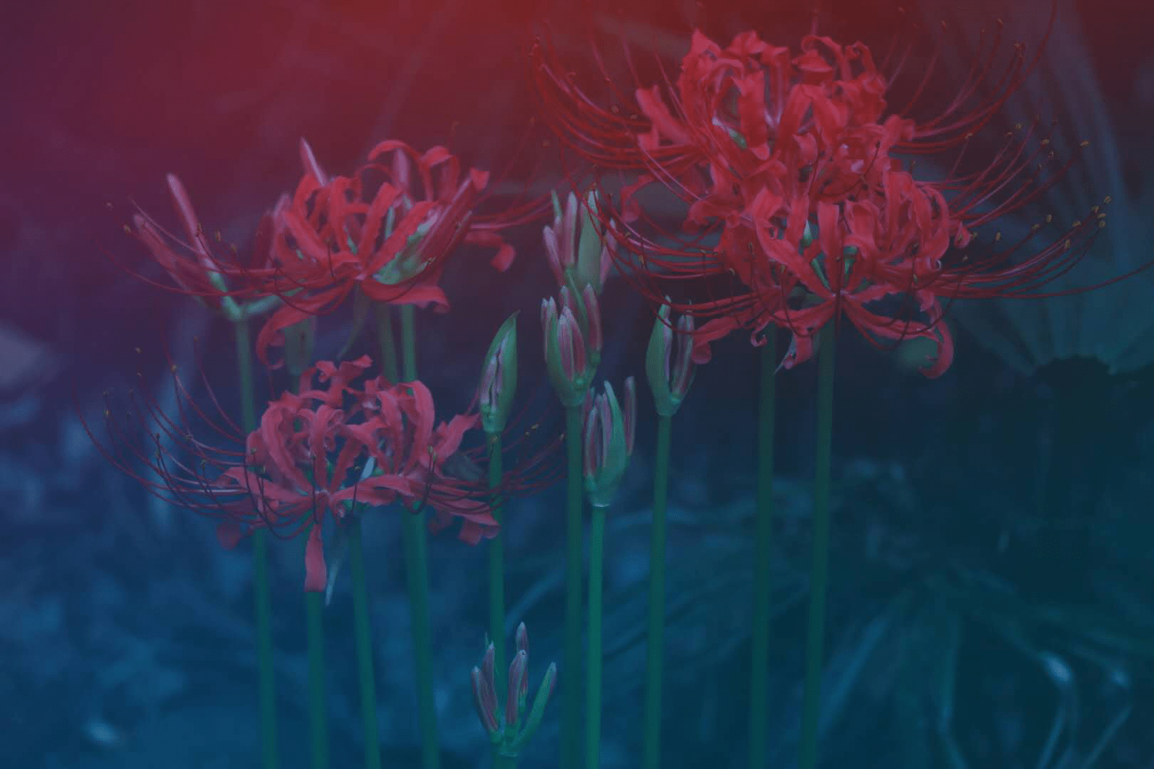 1620x1080 Wuhan University