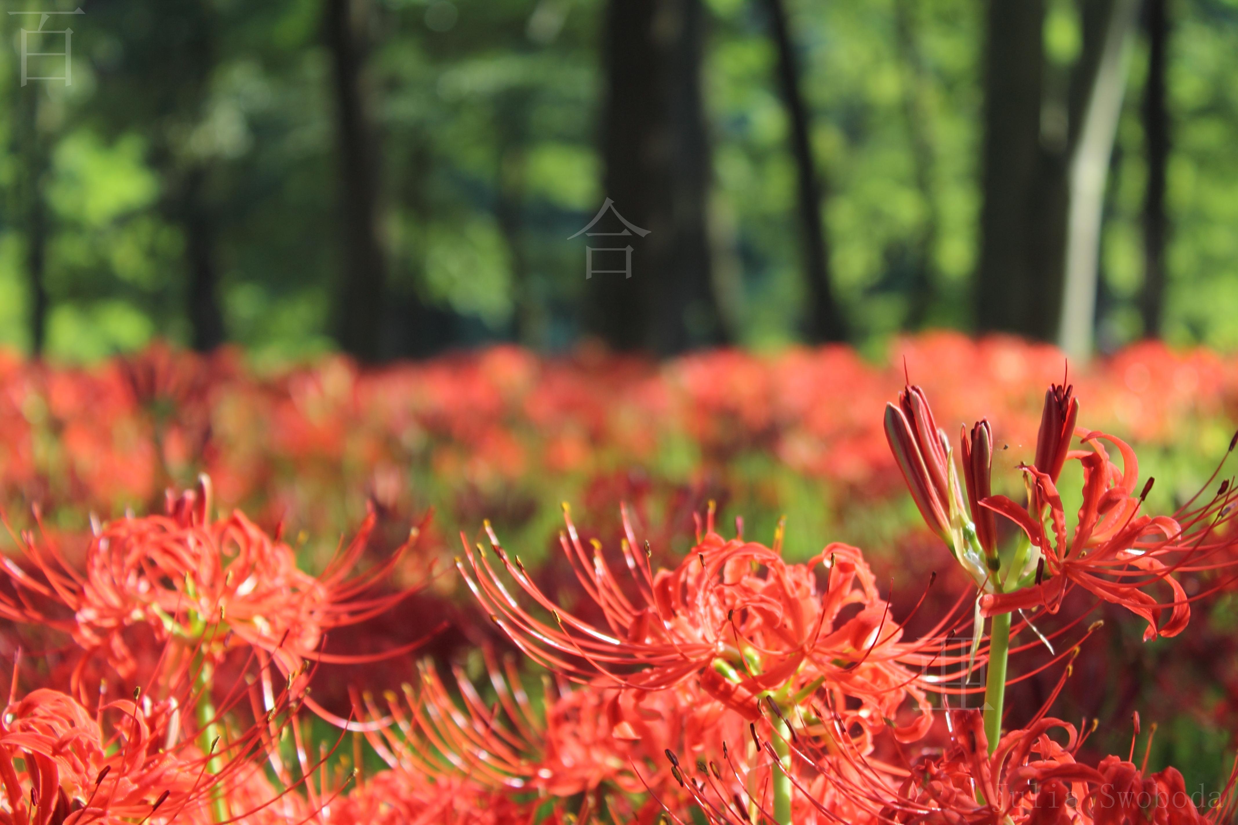 4272x2848 Koma Japan Tokyo Saitama prefecture higanbana red spider lily lilies lycoris radiata. 嵐に花