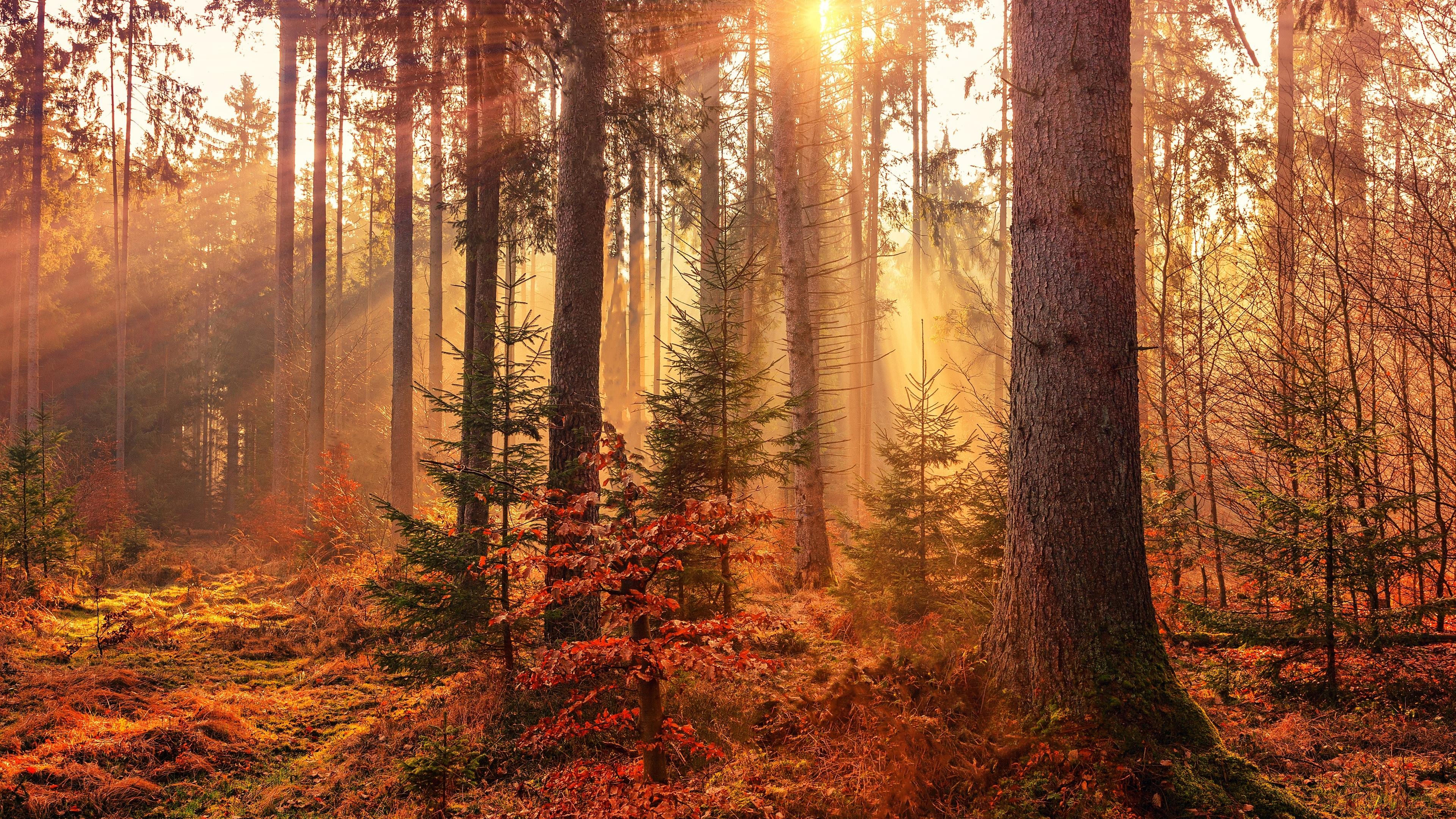 3840x2160 Wallpaper 4k Autumn Sunbeams Forest Light Rays 4k Wallpaper