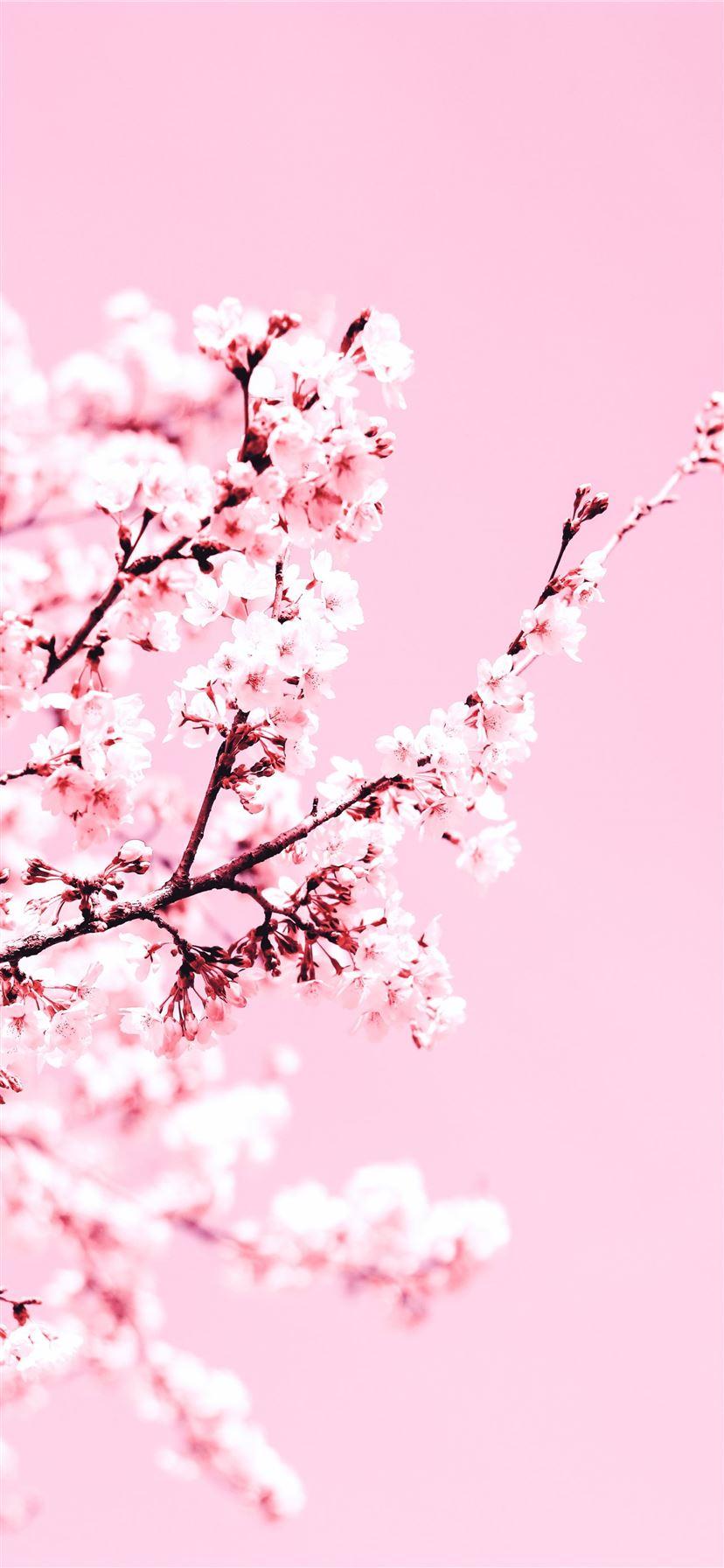 828x1792 white cherry blossom tree during daytime iPhone 11 Wallpaper Free Download