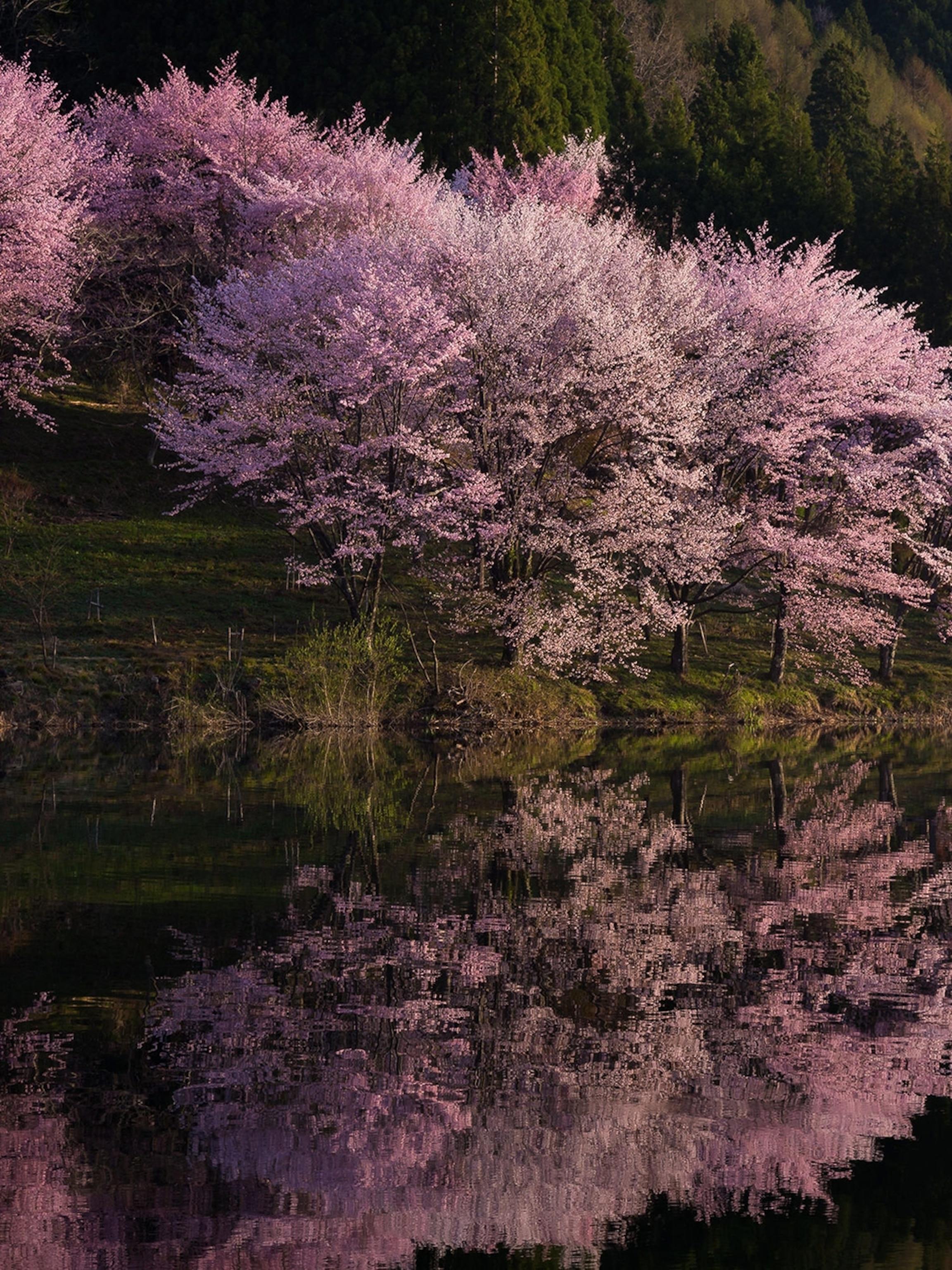 2305x3072 Beautiful cherry blossoms photo