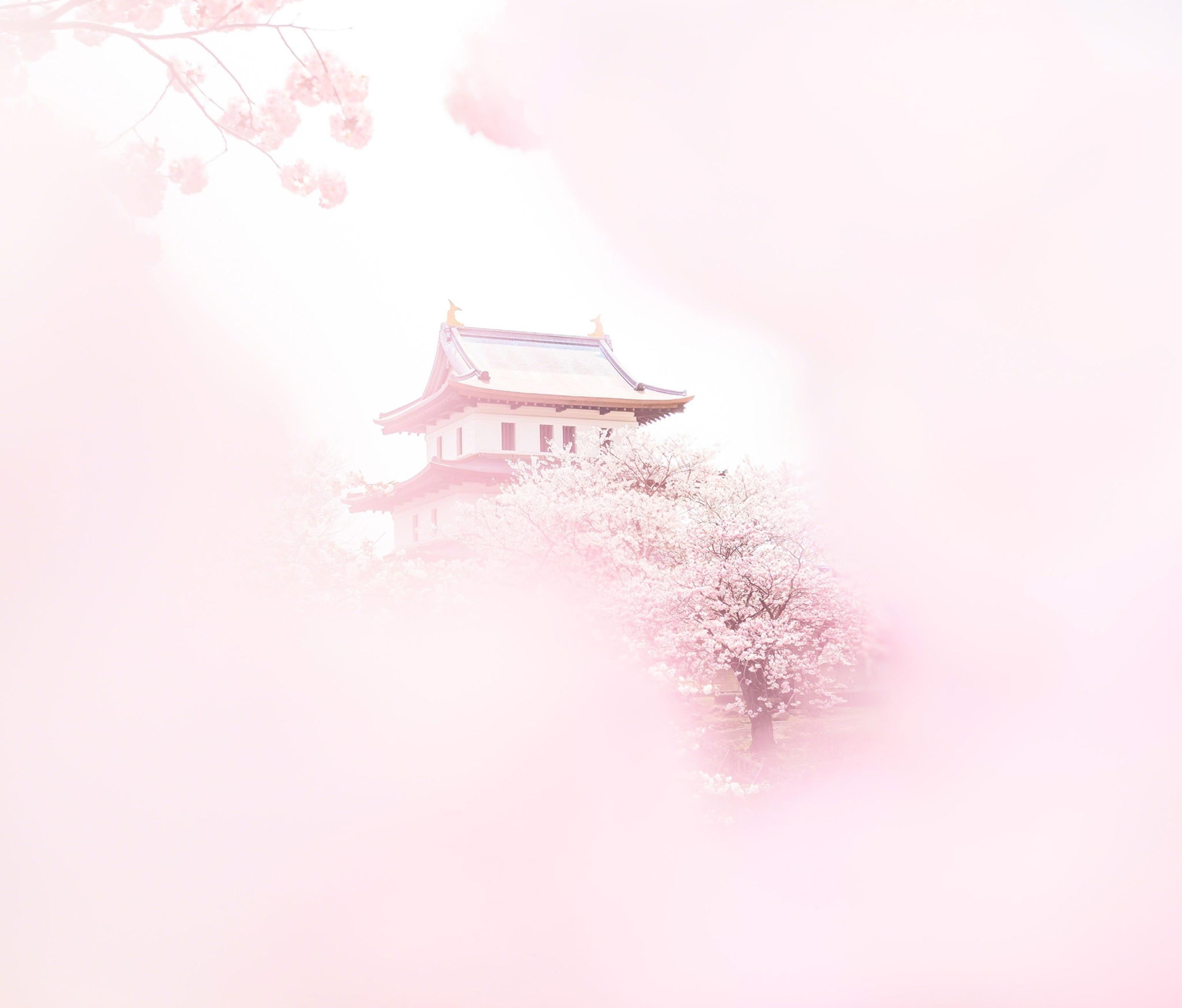3072x2619 Beautiful cherry blossoms photo