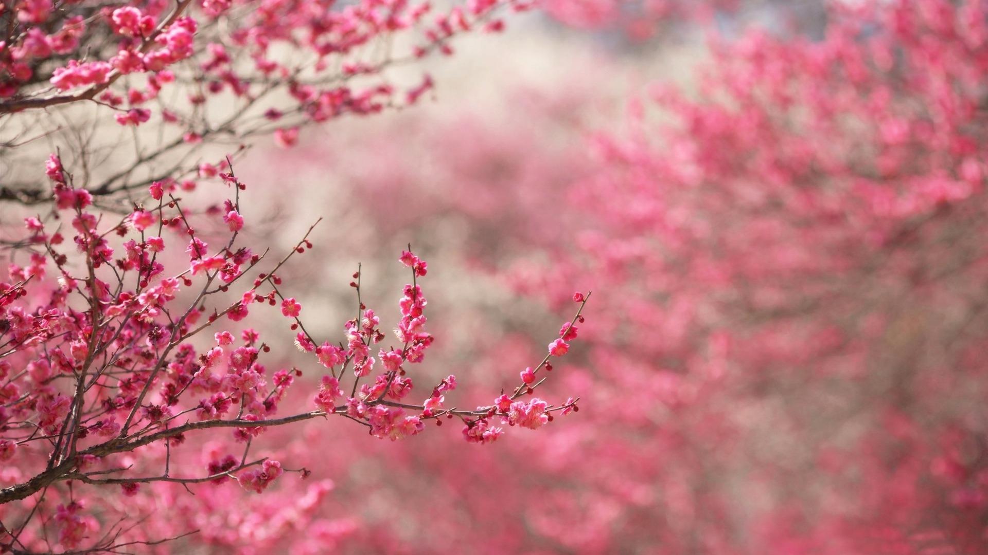 1920x1080 Beautiful Japanese cherry blossom season wallpaper 21