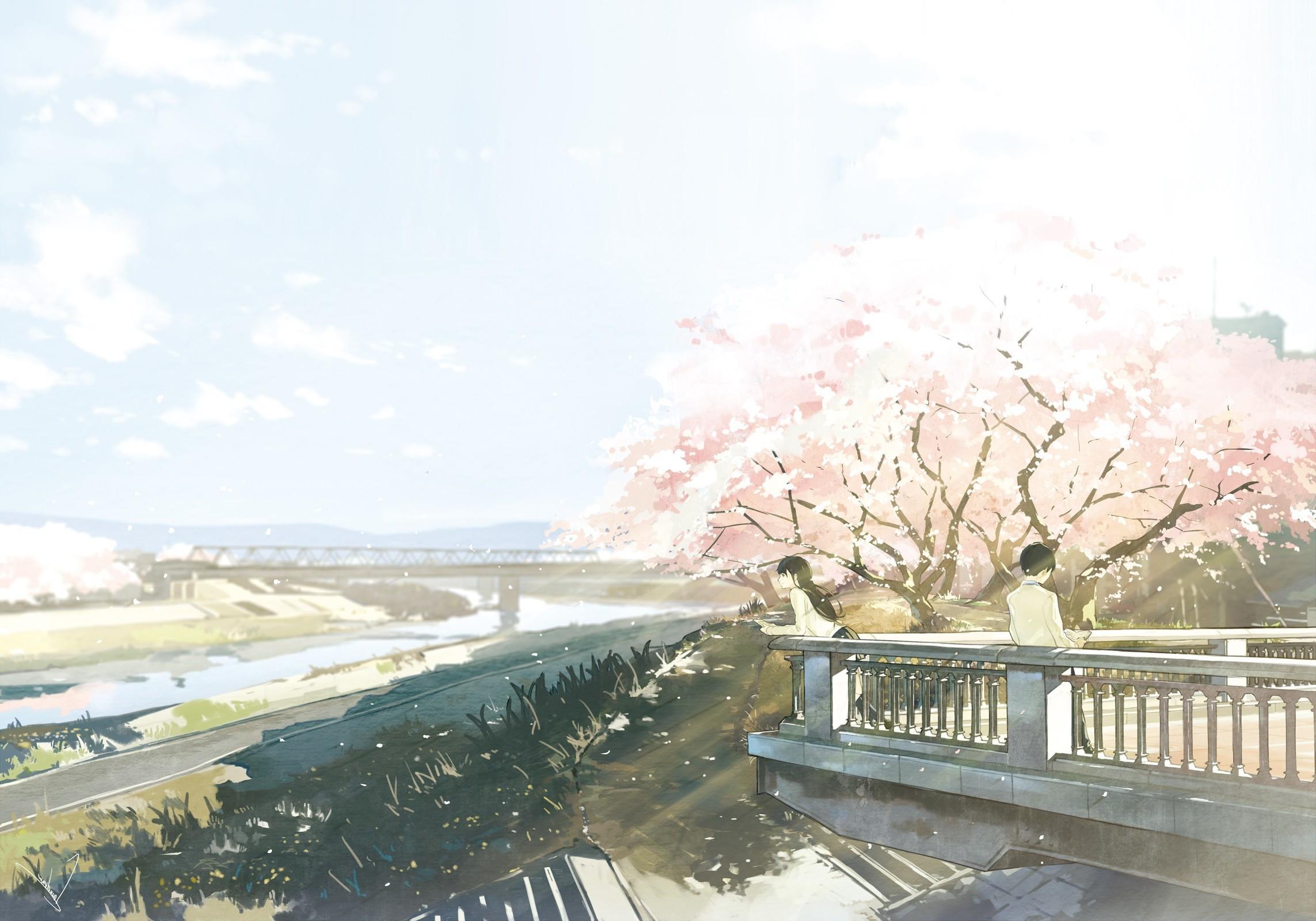 2286x1600 Anime Cherry Blossom