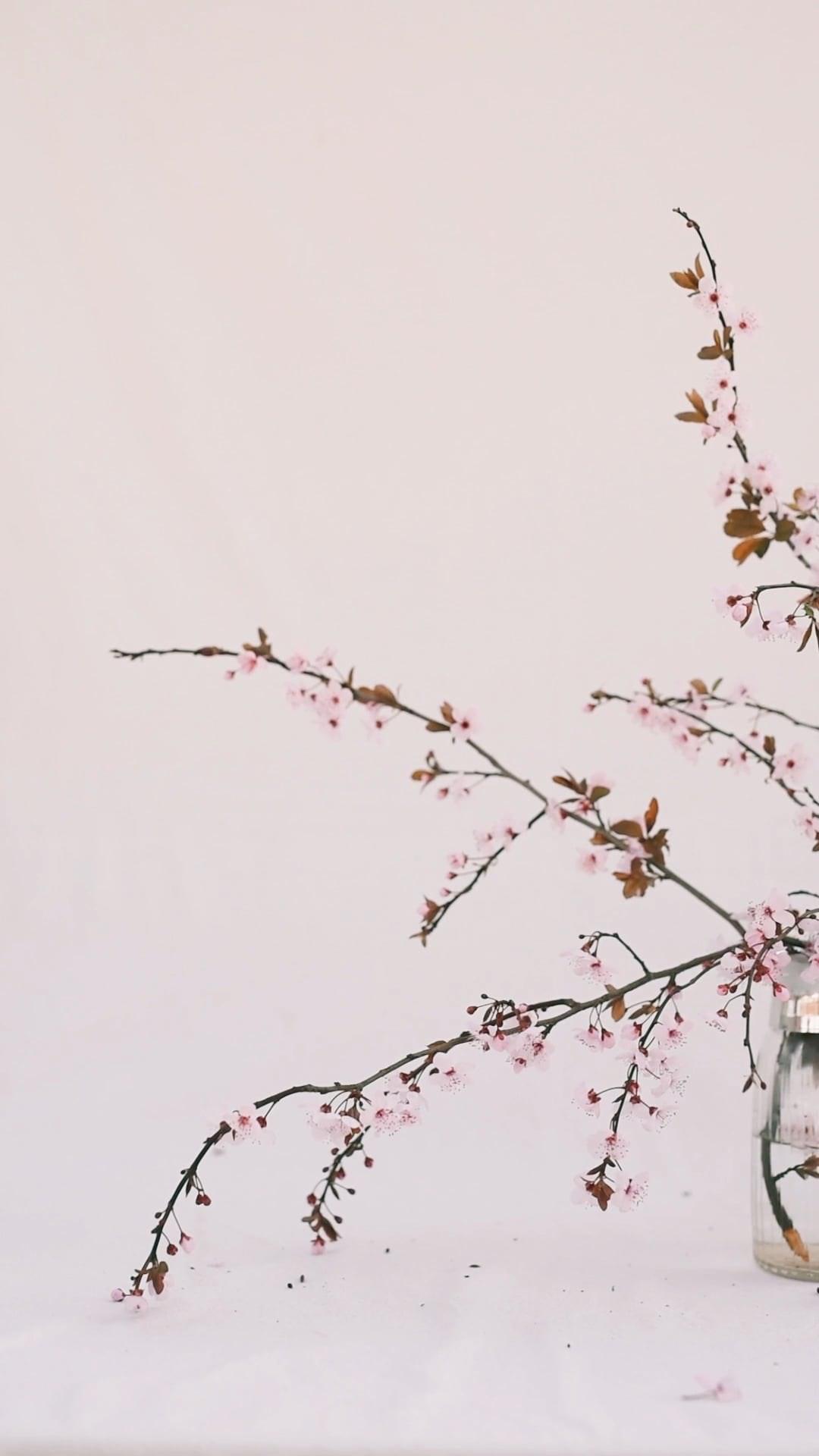 1080x1920 Shaking Cherry Blossoms in a Pitcher · Free Stock Video