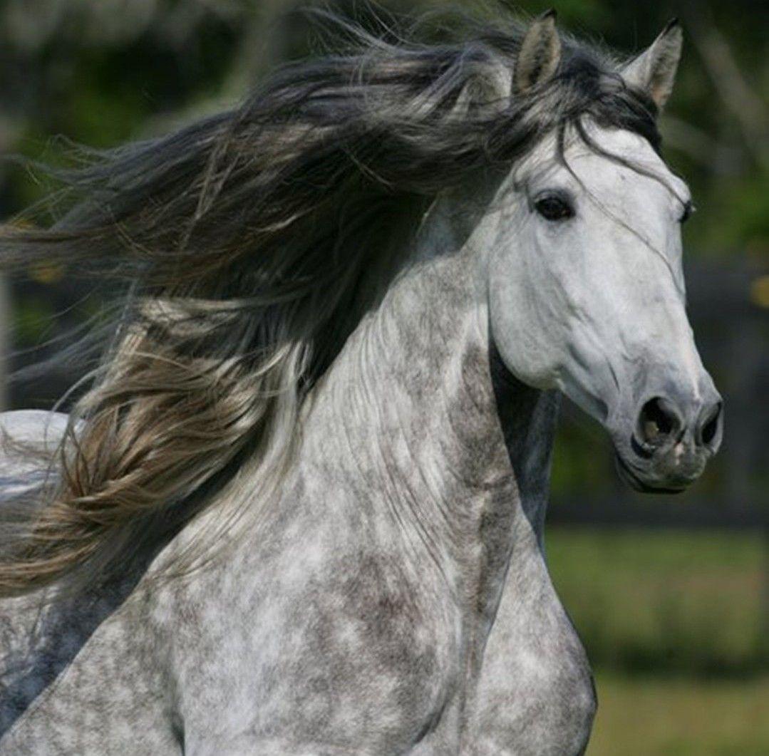 dapple grey thoroughbred stallion