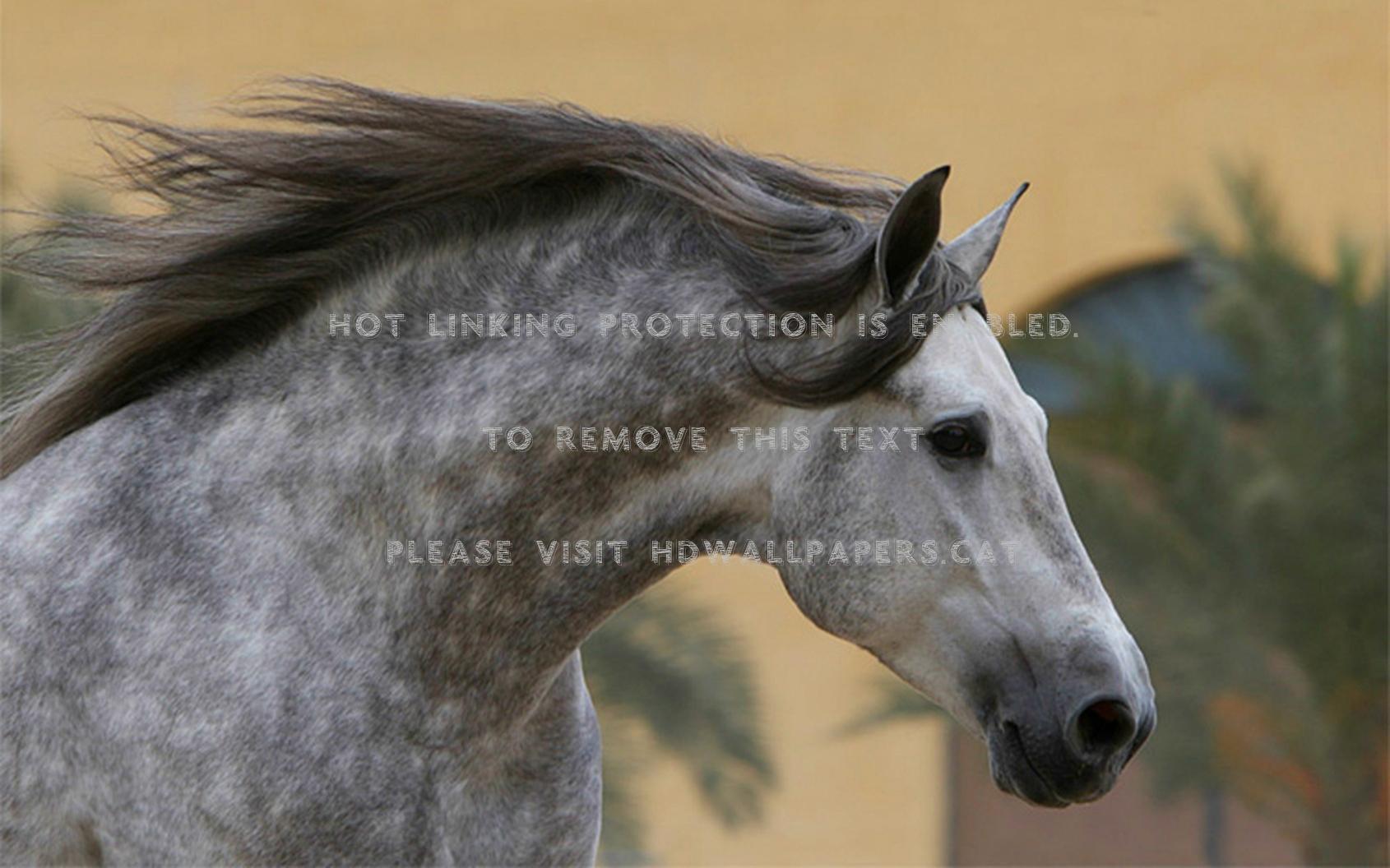 1690x1056 dappled andalusian horses grey spanish